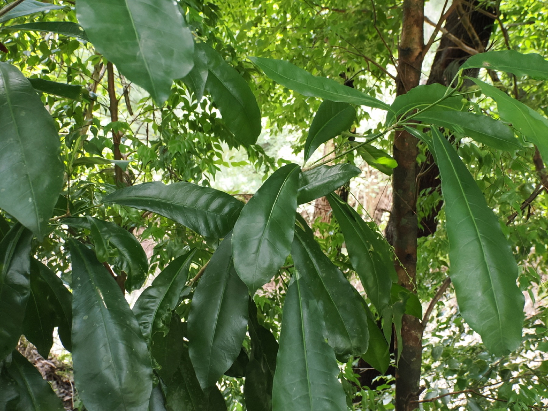Croton — photo 15