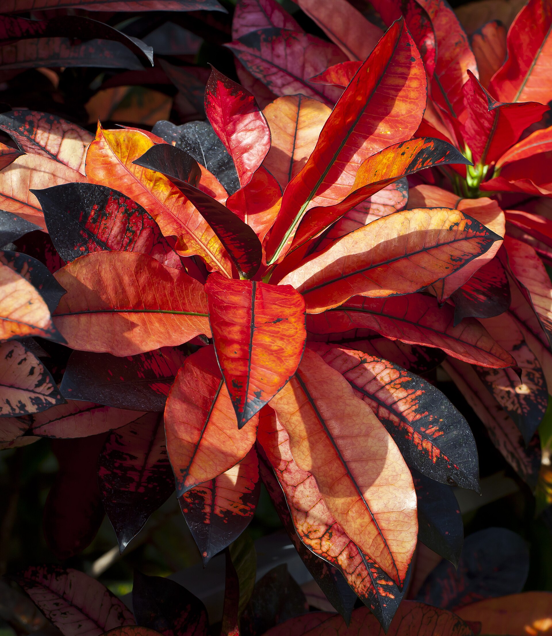 Croton — photo 24