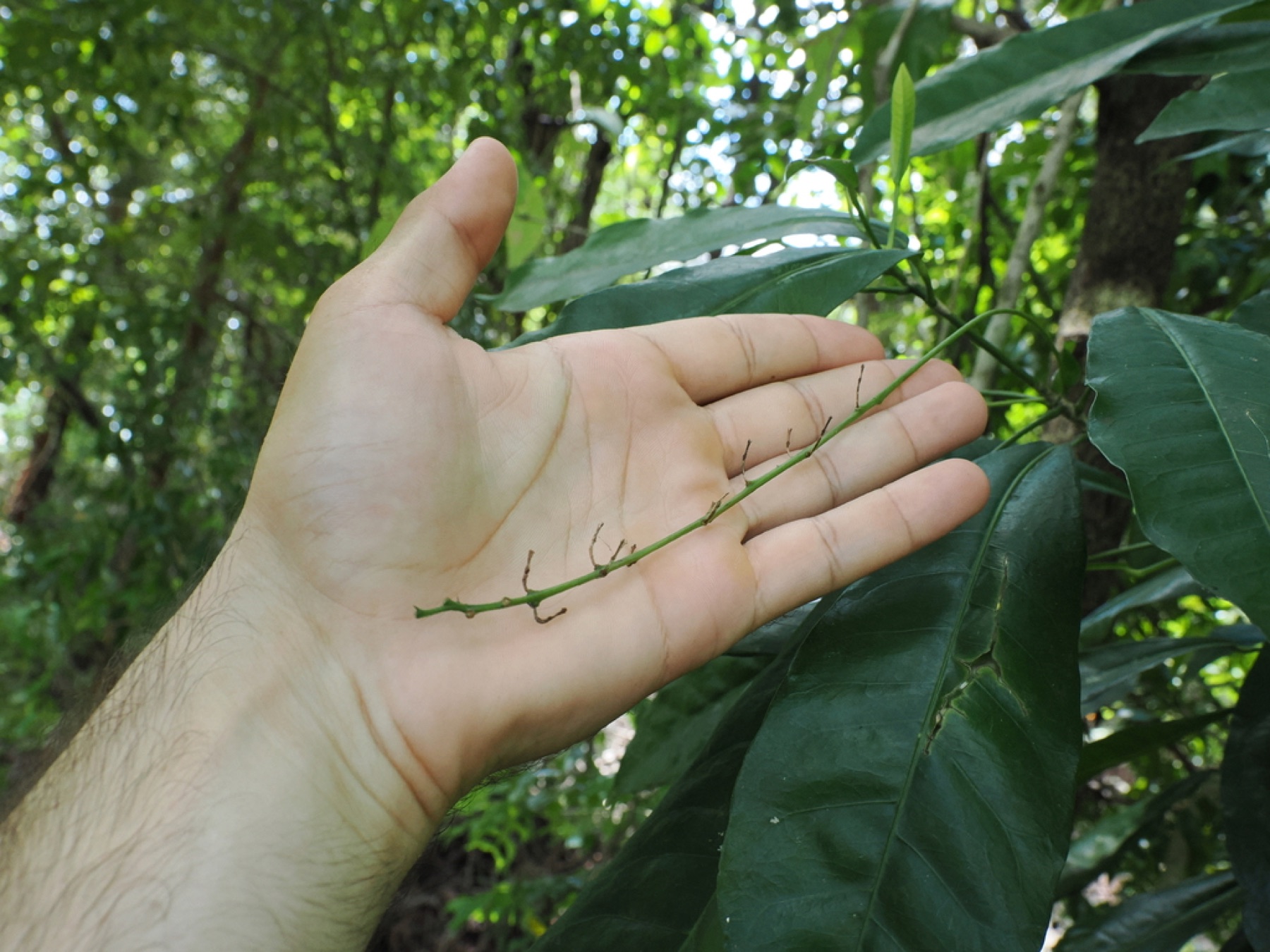 Croton — photo 16