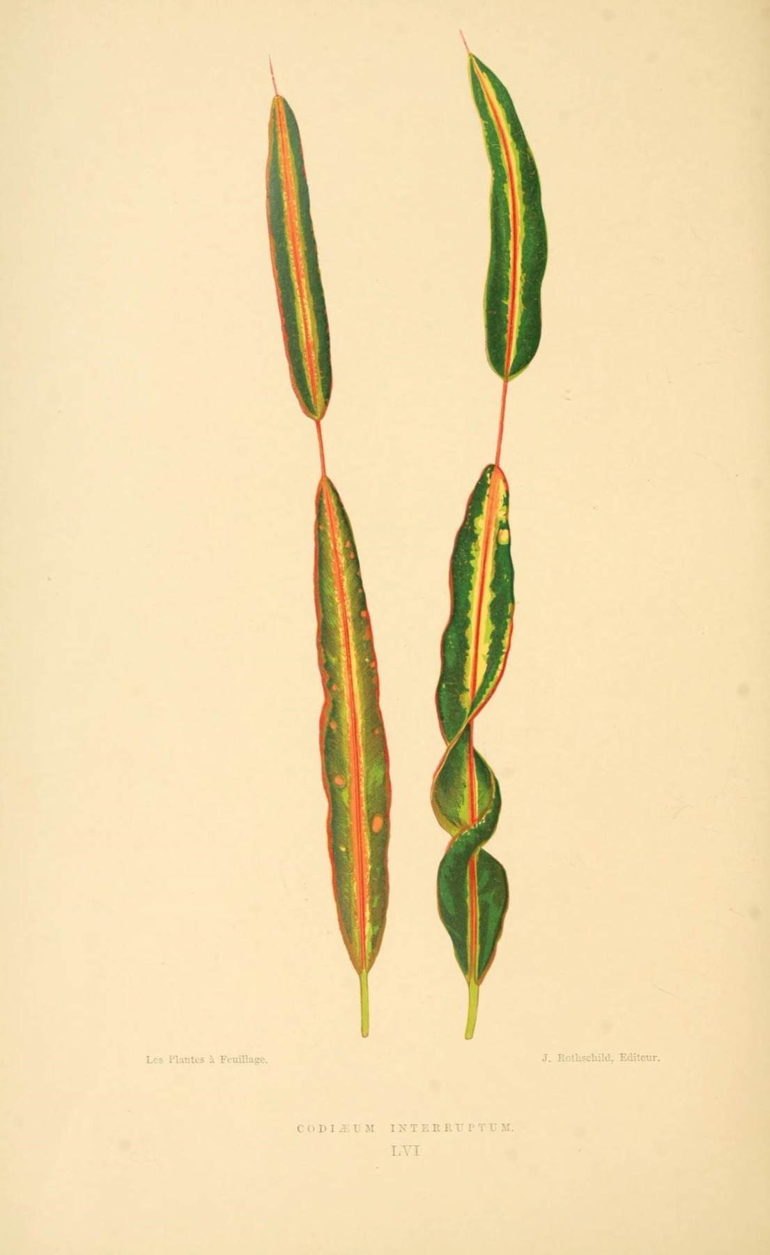 Croton — photo 17
