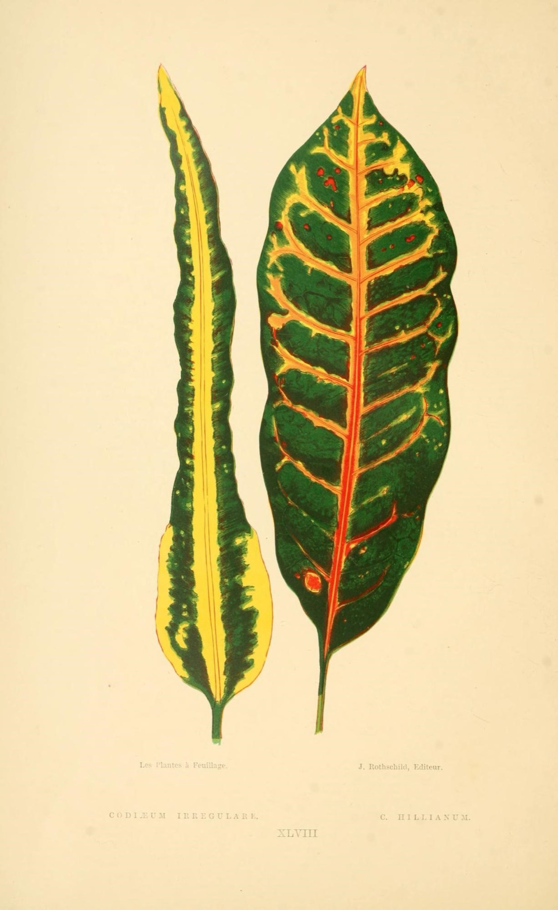Croton — photo 18