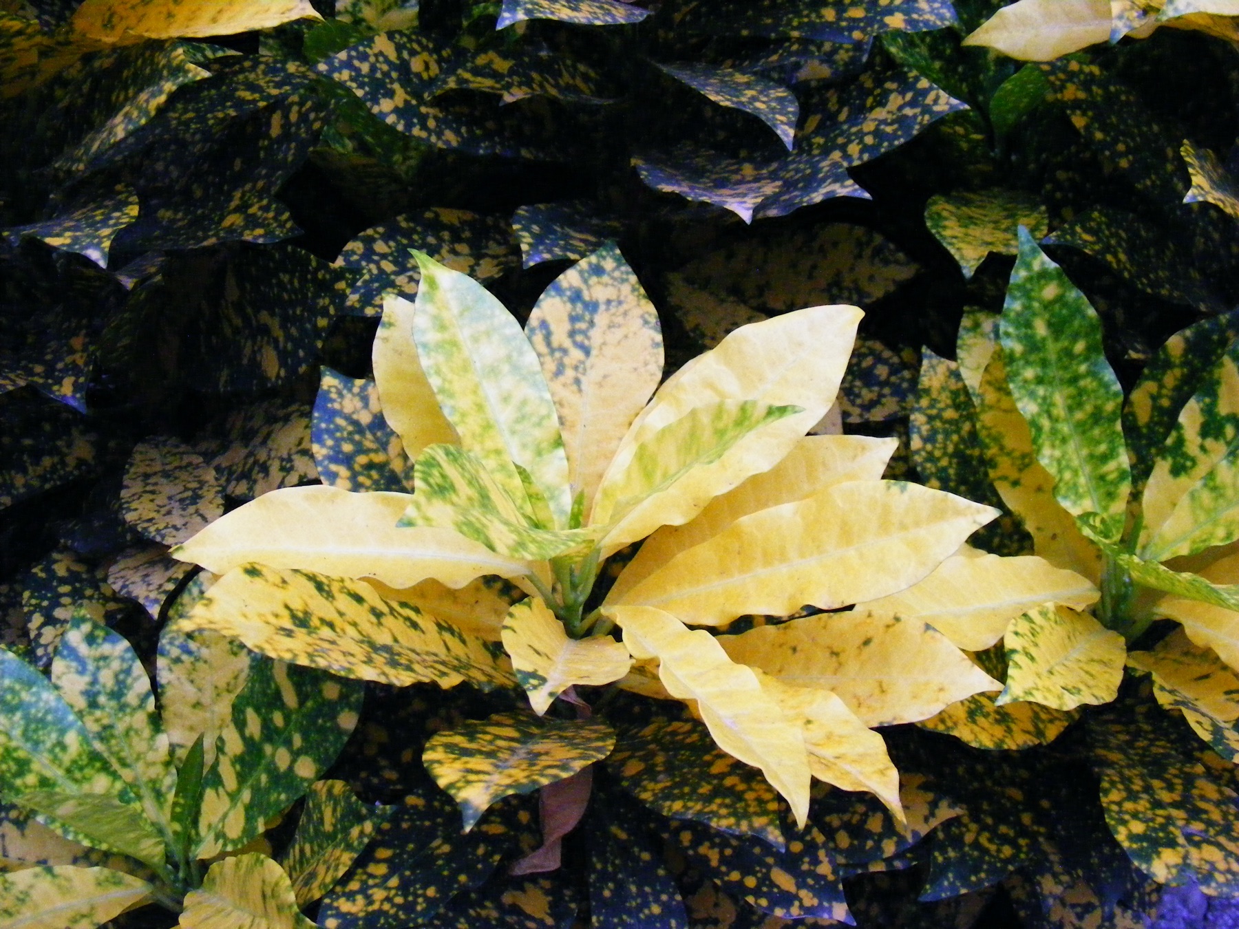 Croton — photo 19