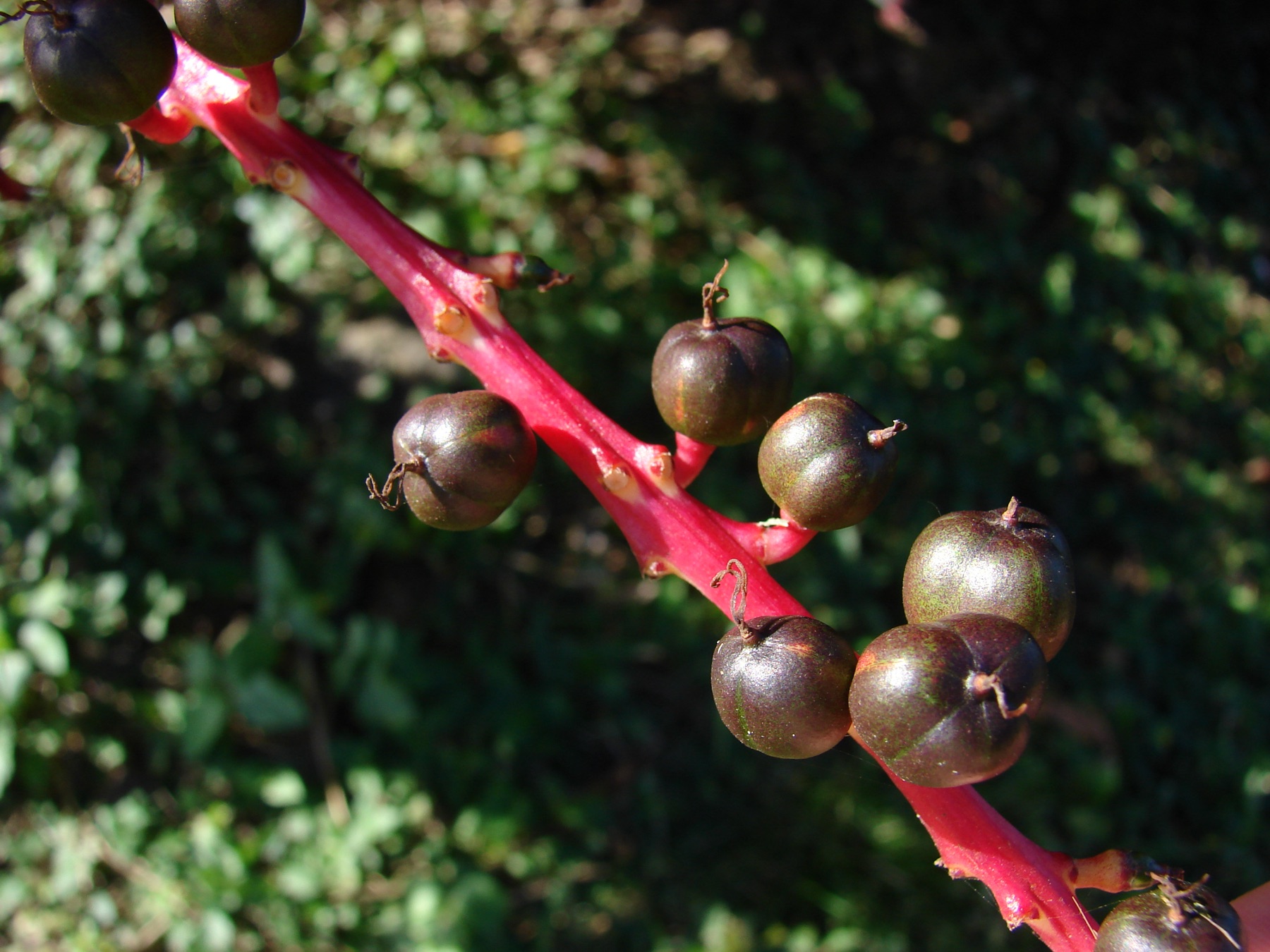 Croton — photo 20