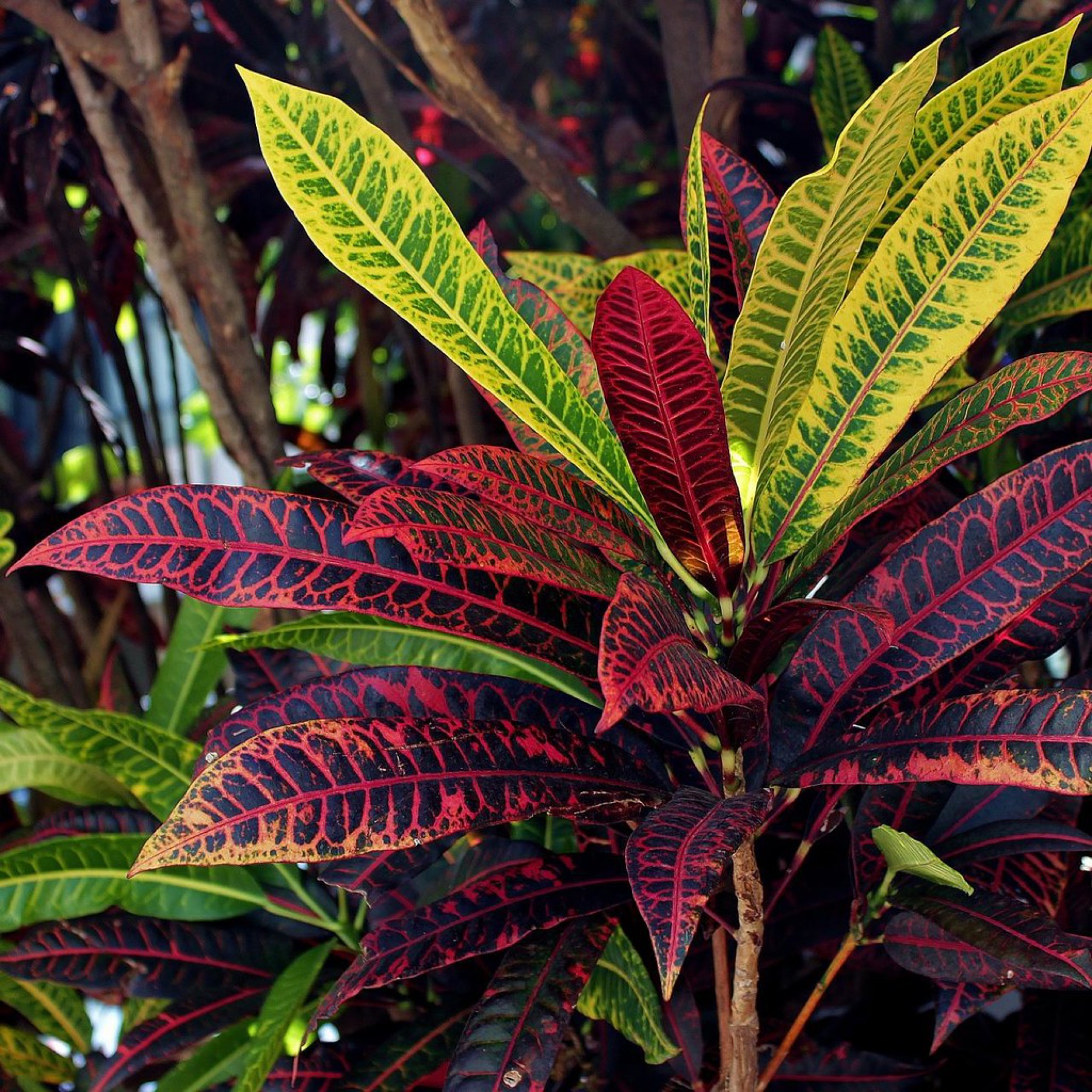 Croton — photo 22