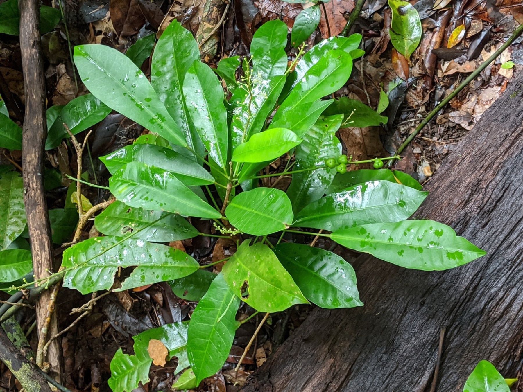 Croton — photo 1