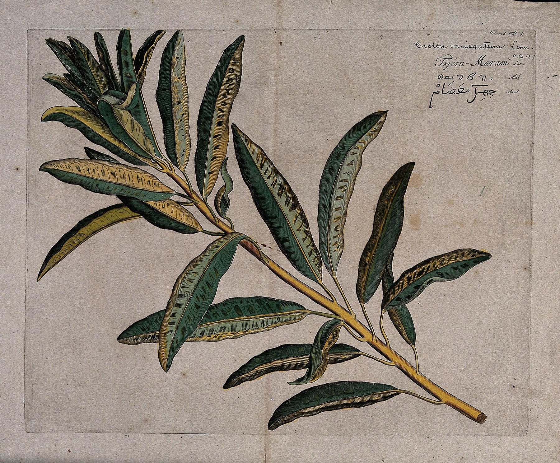 Croton — photo 2