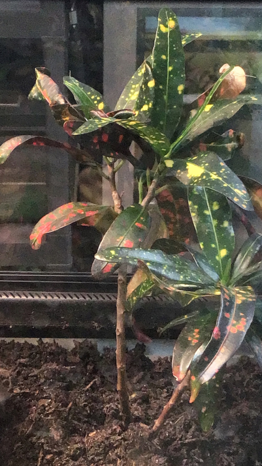 Croton — photo 4