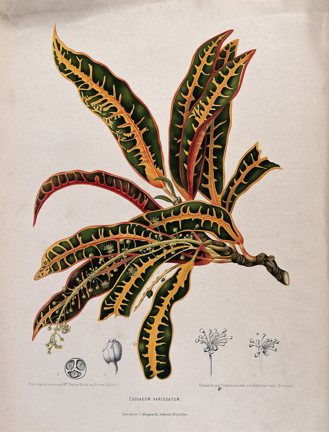 Croton — photo 5