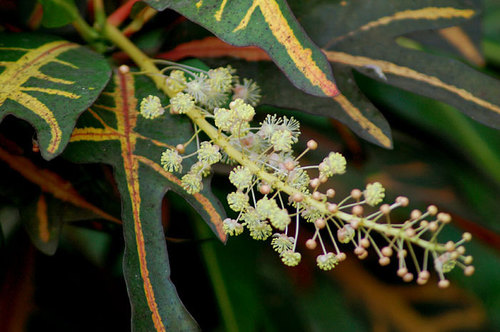 Croton — photo 23