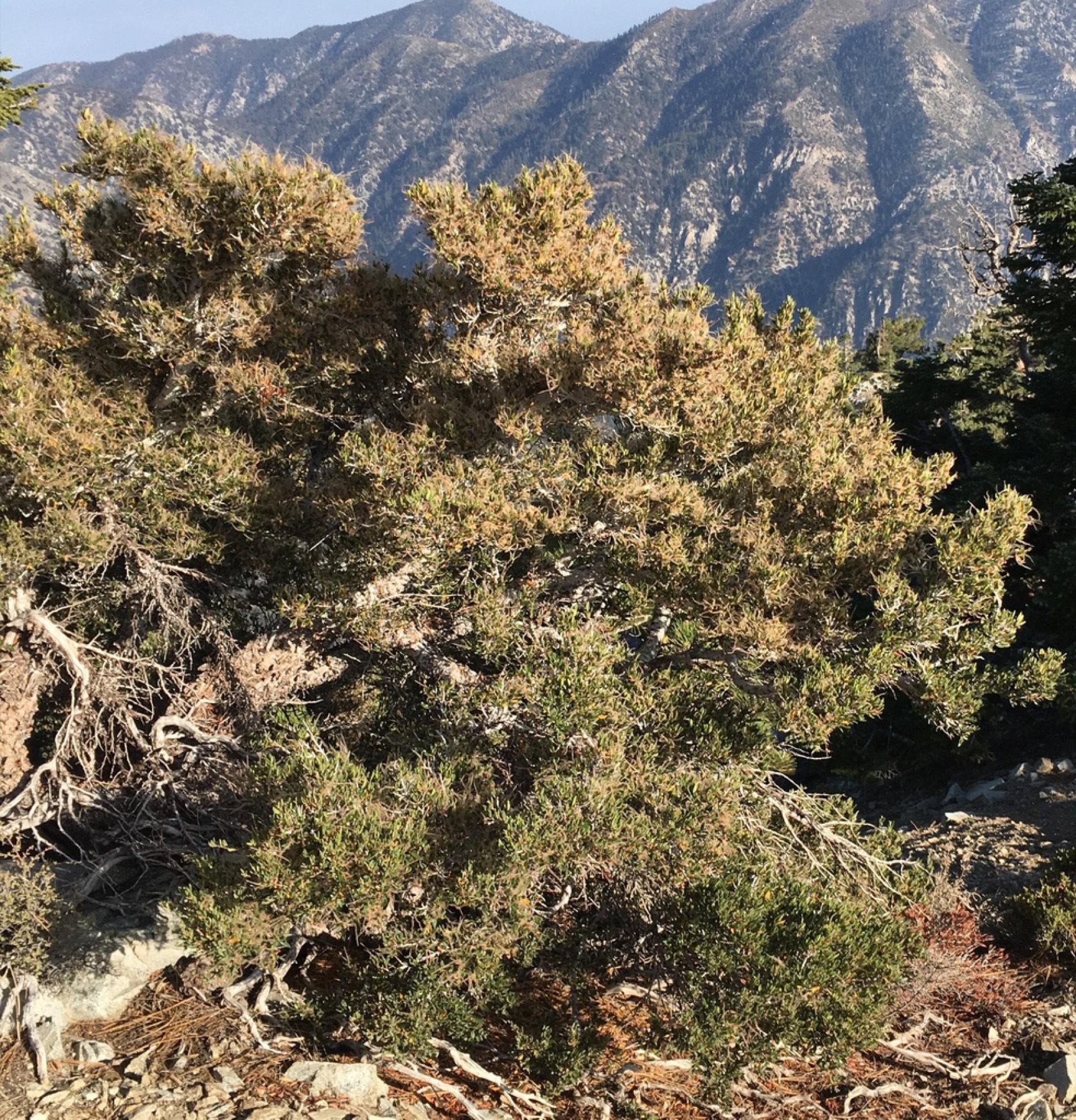 Curl-leaf Mountain Mahogany — photo 6