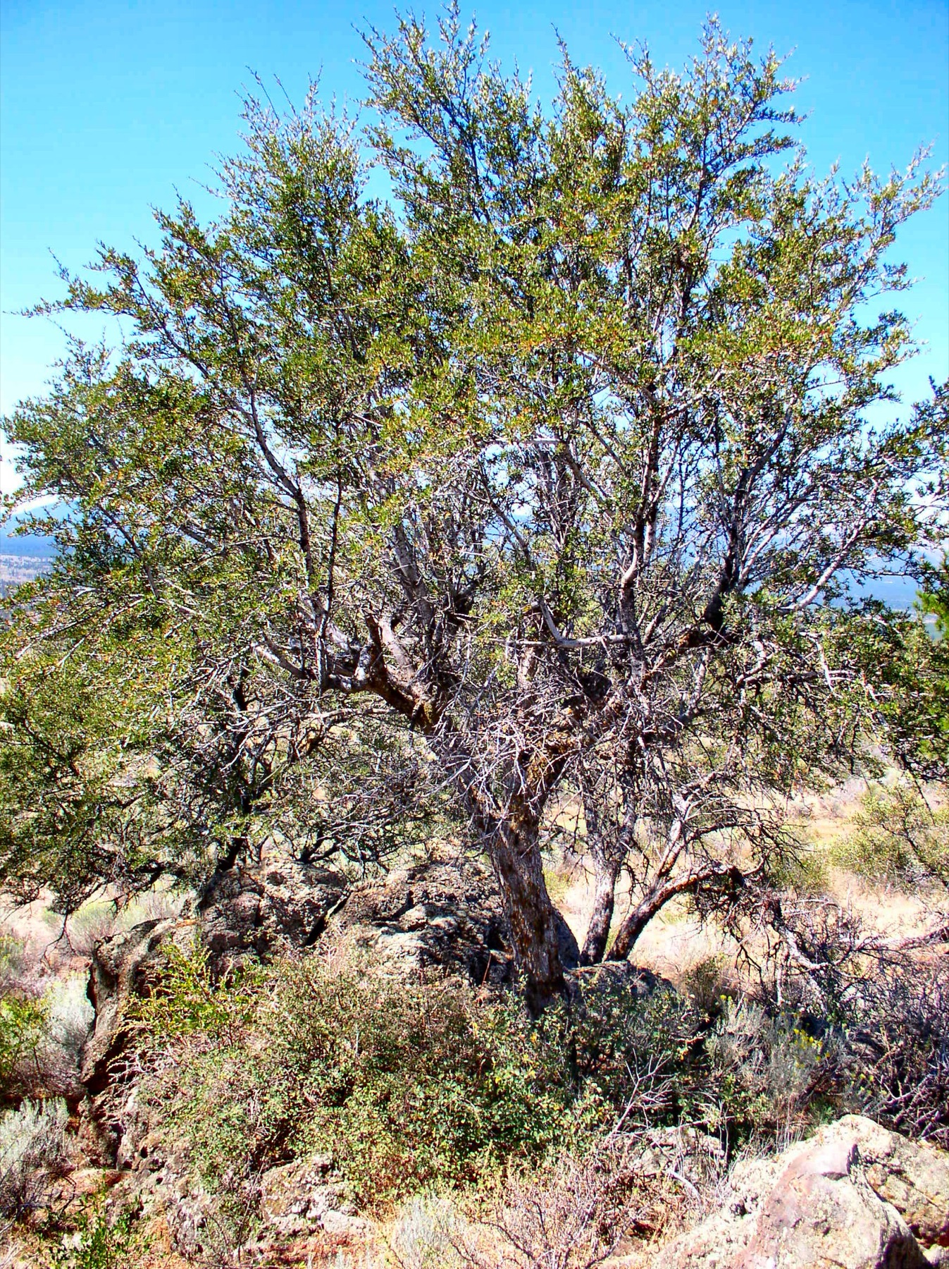 Curl-leaf Mountain Mahogany — photo 7