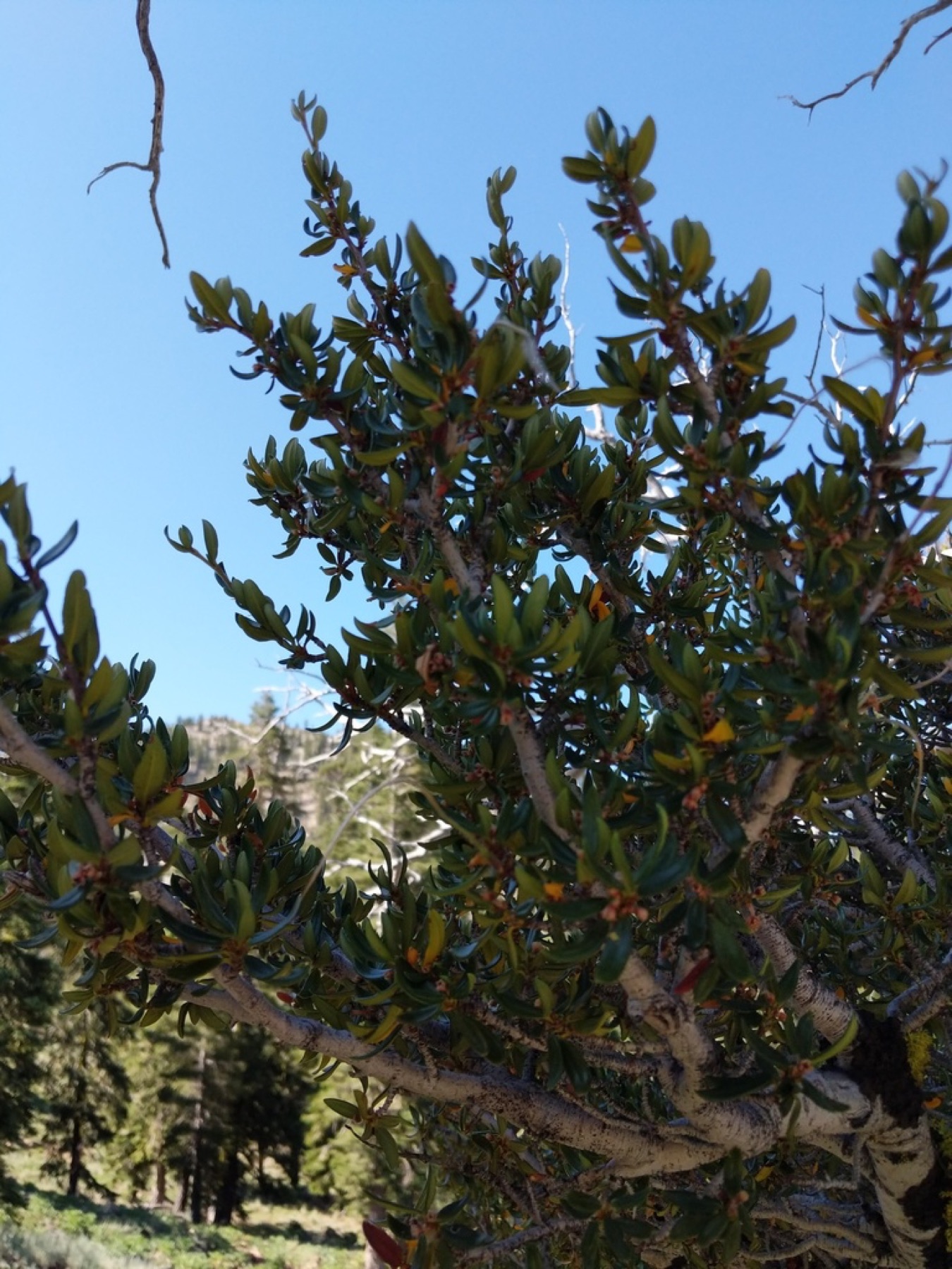 Curl-leaf Mountain Mahogany — photo 8