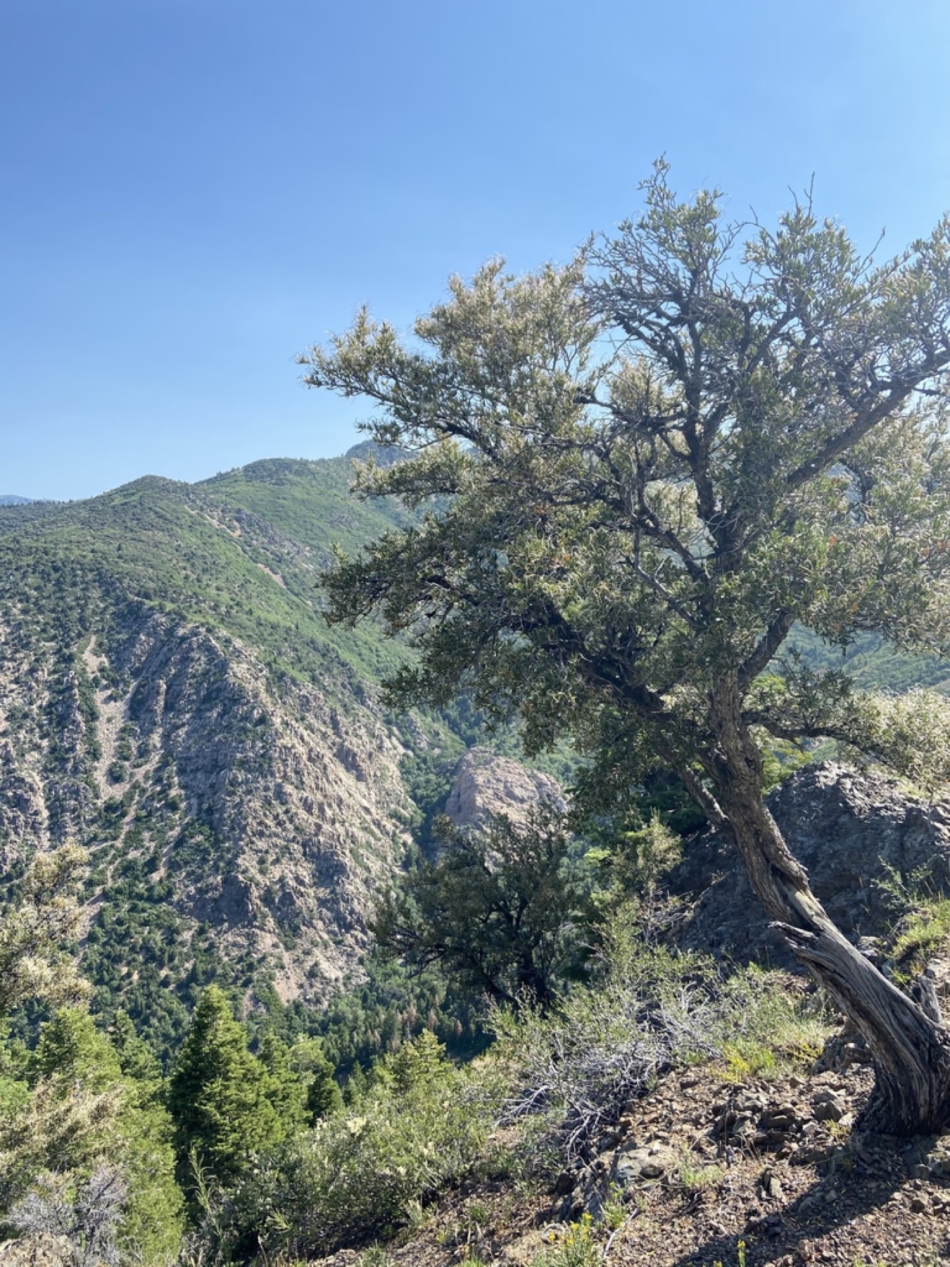 Curl-leaf Mountain Mahogany — photo 9