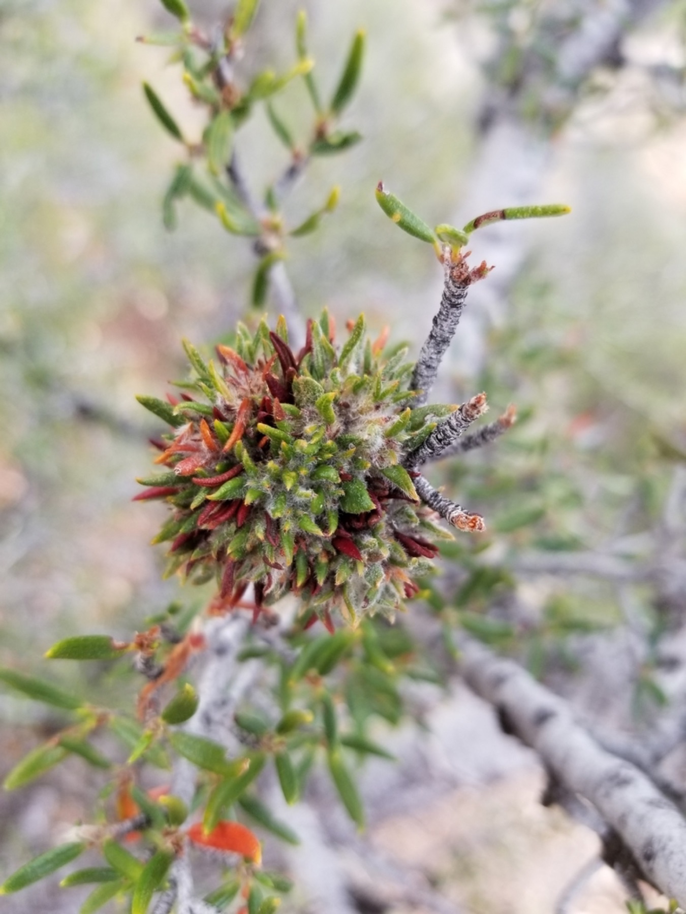 Curl-leaf Mountain Mahogany — photo 10