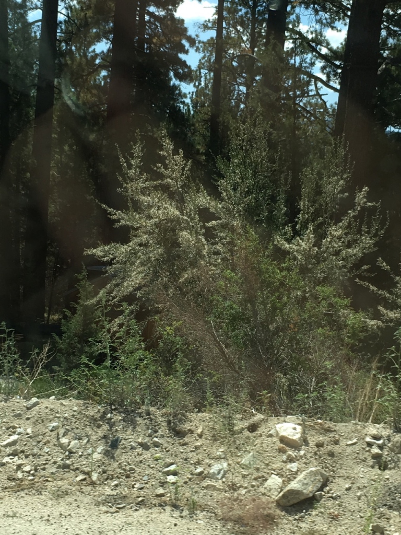 Curl-leaf Mountain Mahogany — photo 11