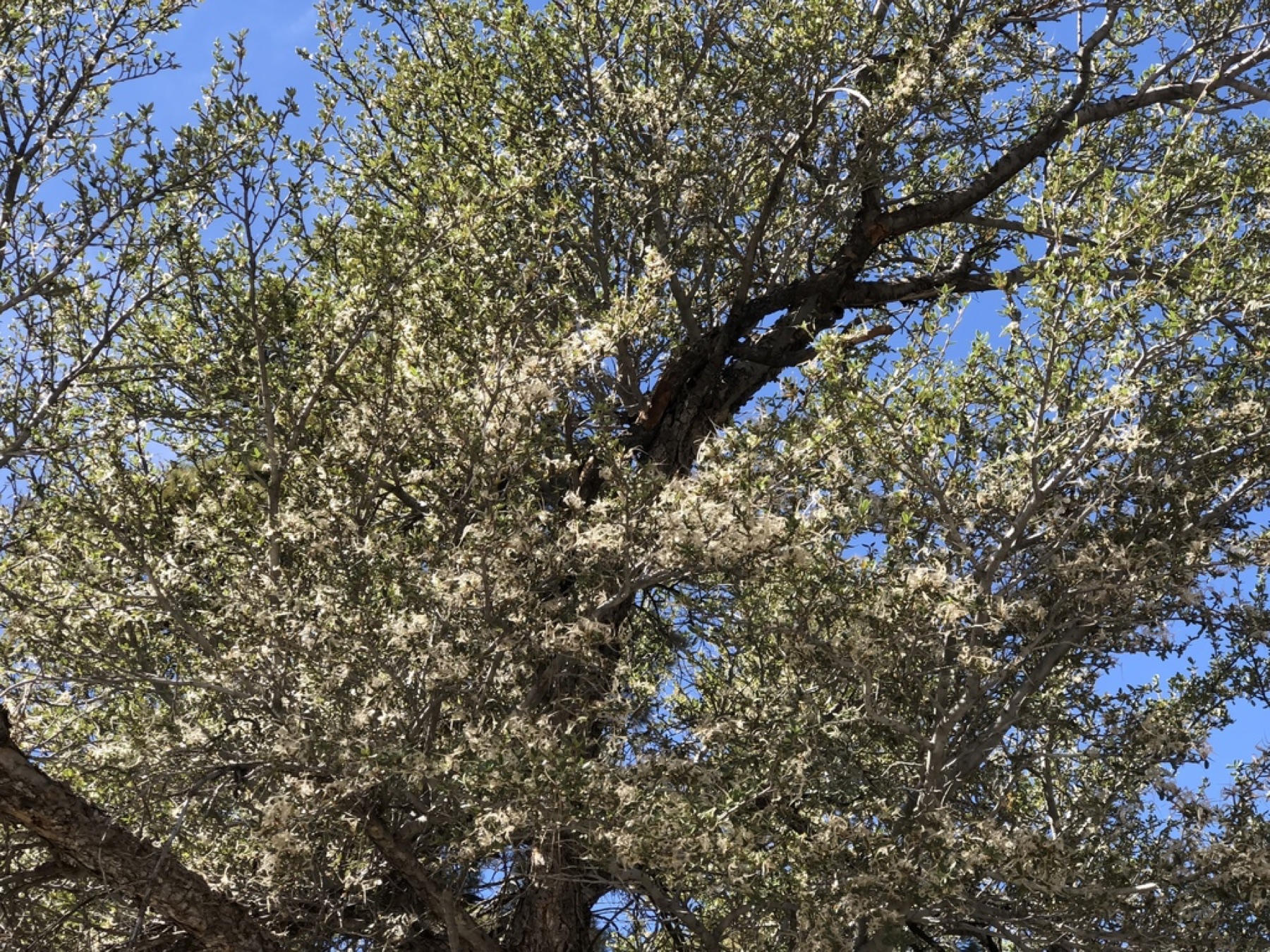 Curl-leaf Mountain Mahogany — photo 12