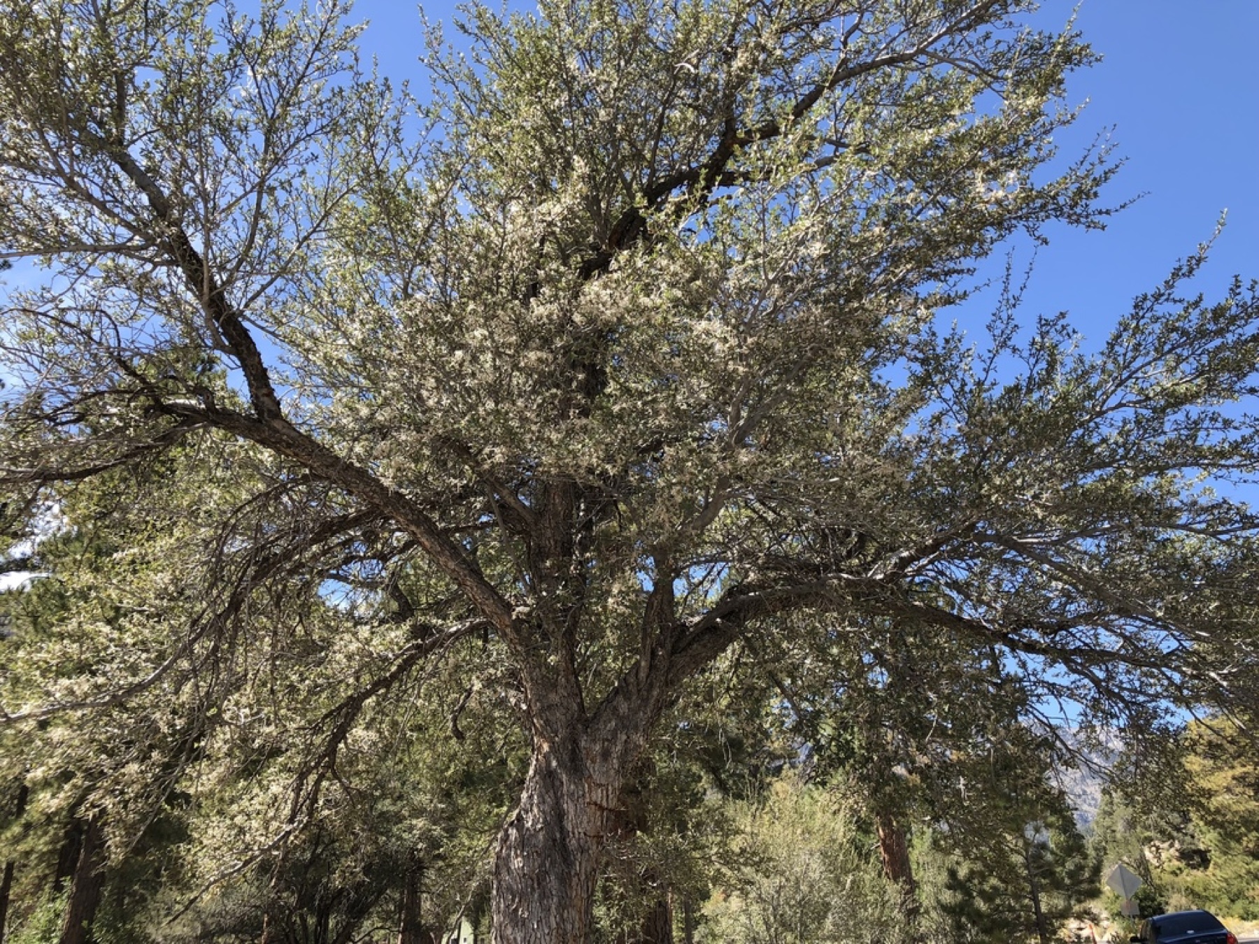 Curl-leaf Mountain Mahogany — photo 13
