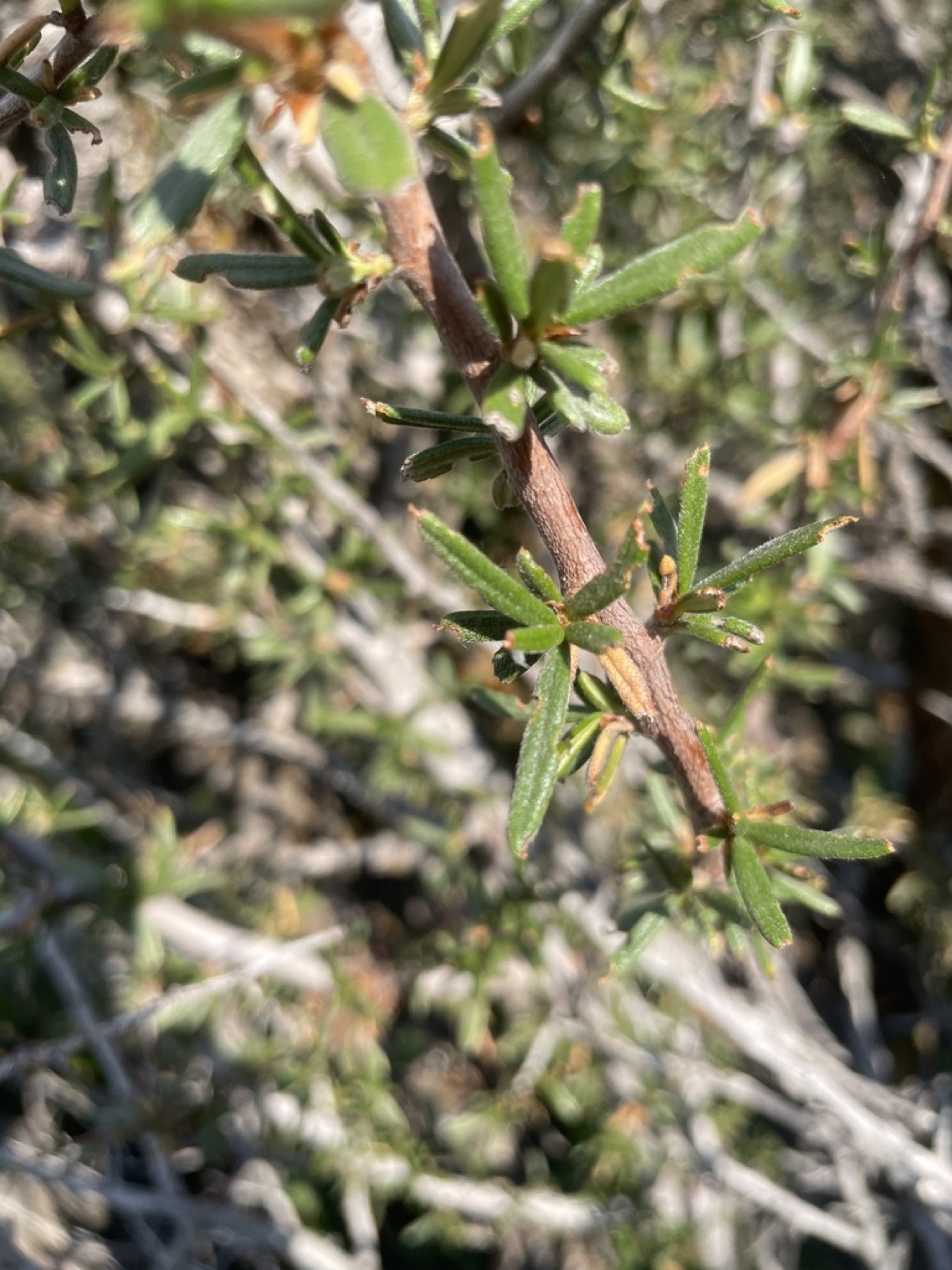 Curl-leaf Mountain Mahogany — photo 14