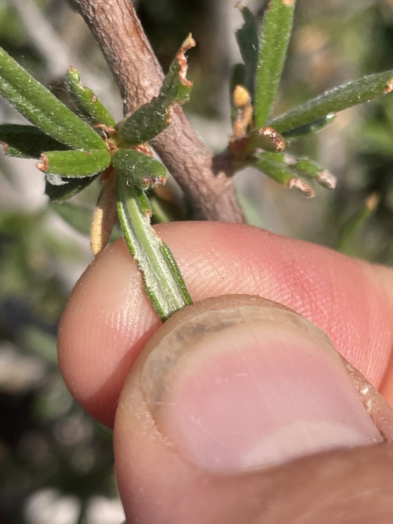 Curl-leaf Mountain Mahogany — photo 15