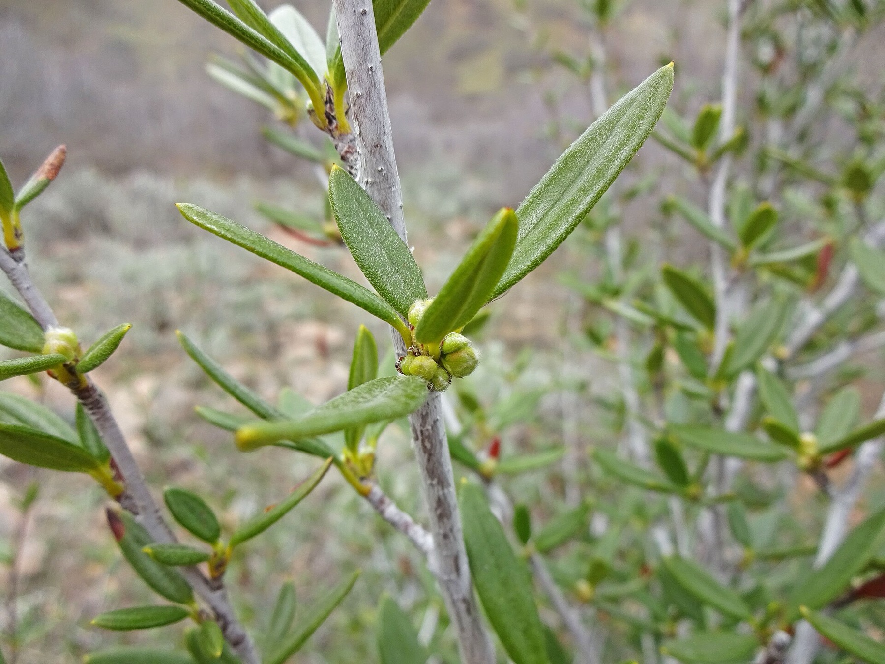 Curl-leaf Mountain Mahogany — photo 16