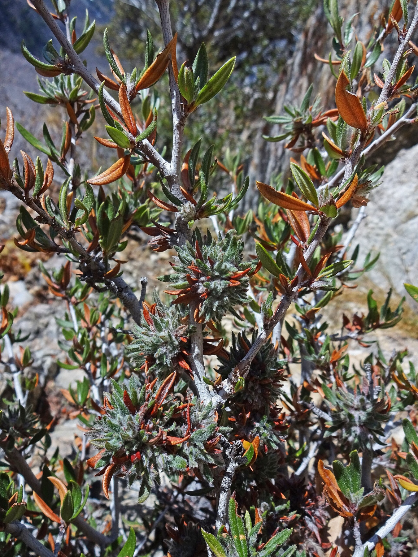 Curl-leaf Mountain Mahogany — photo 17