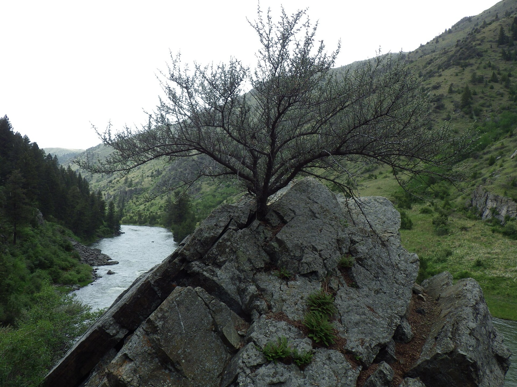 Curl-leaf Mountain Mahogany — photo 18