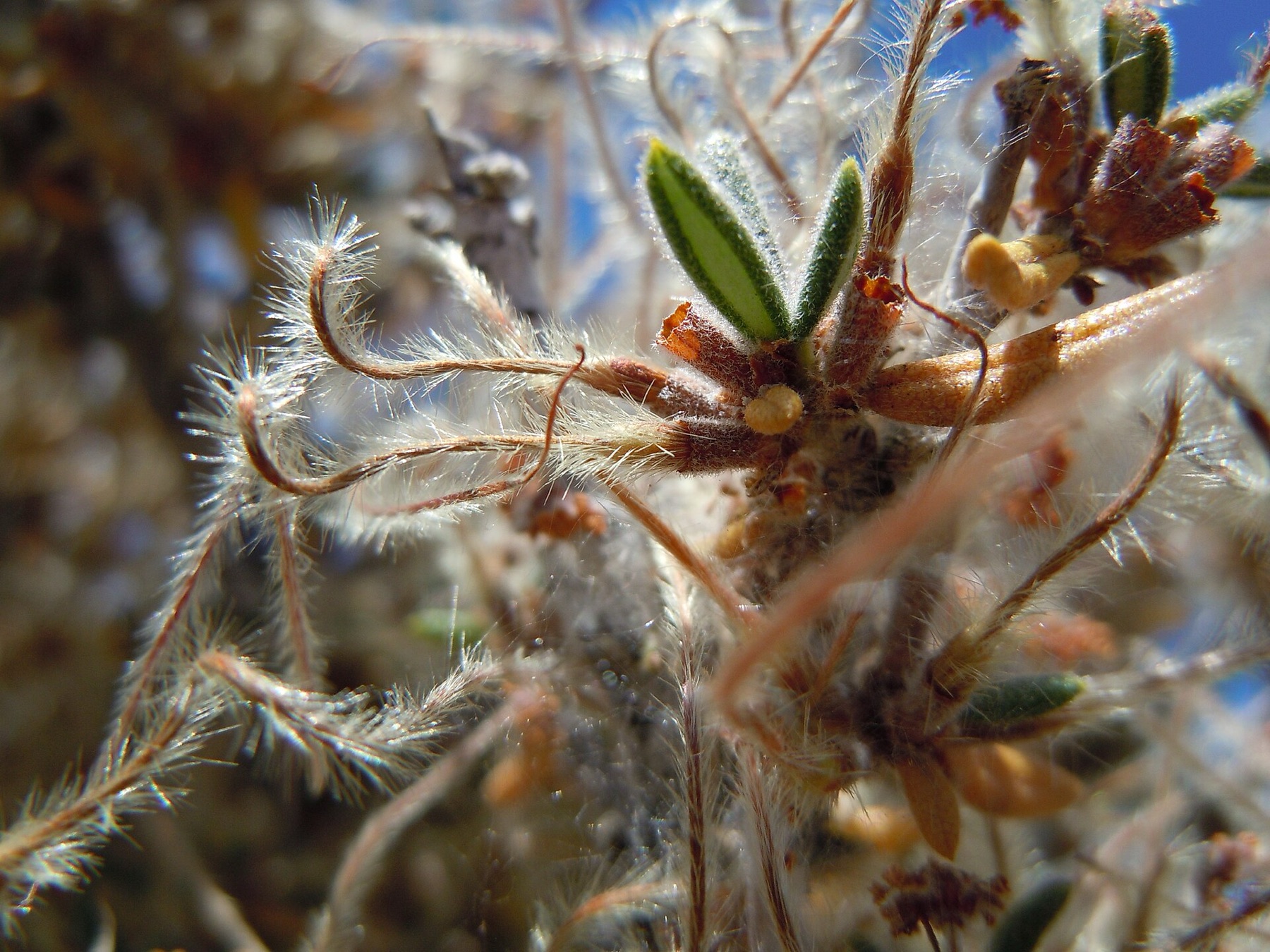 Curl-leaf Mountain Mahogany — photo 20