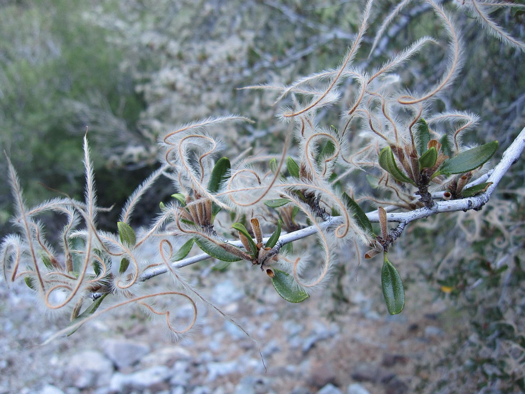 Curl-leaf Mountain Mahogany — photo 21