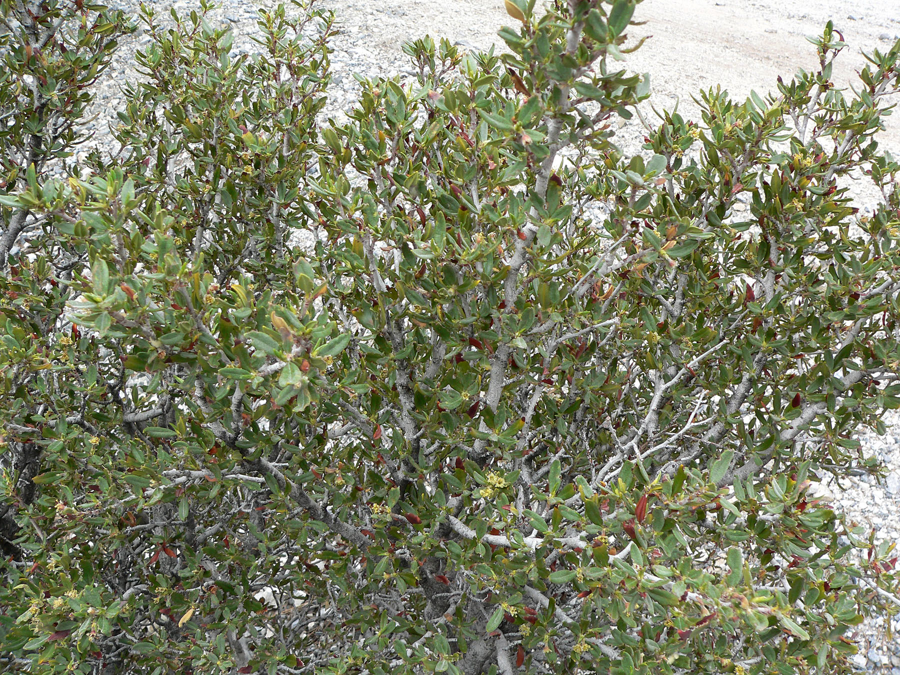Curl-leaf Mountain Mahogany — photo 22
