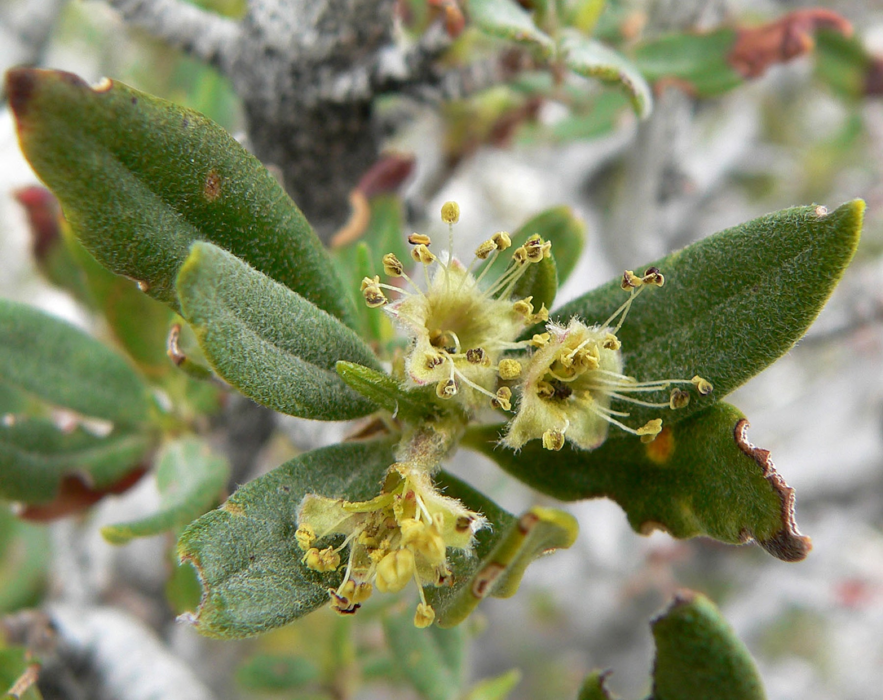 Curl-leaf Mountain Mahogany — photo 23