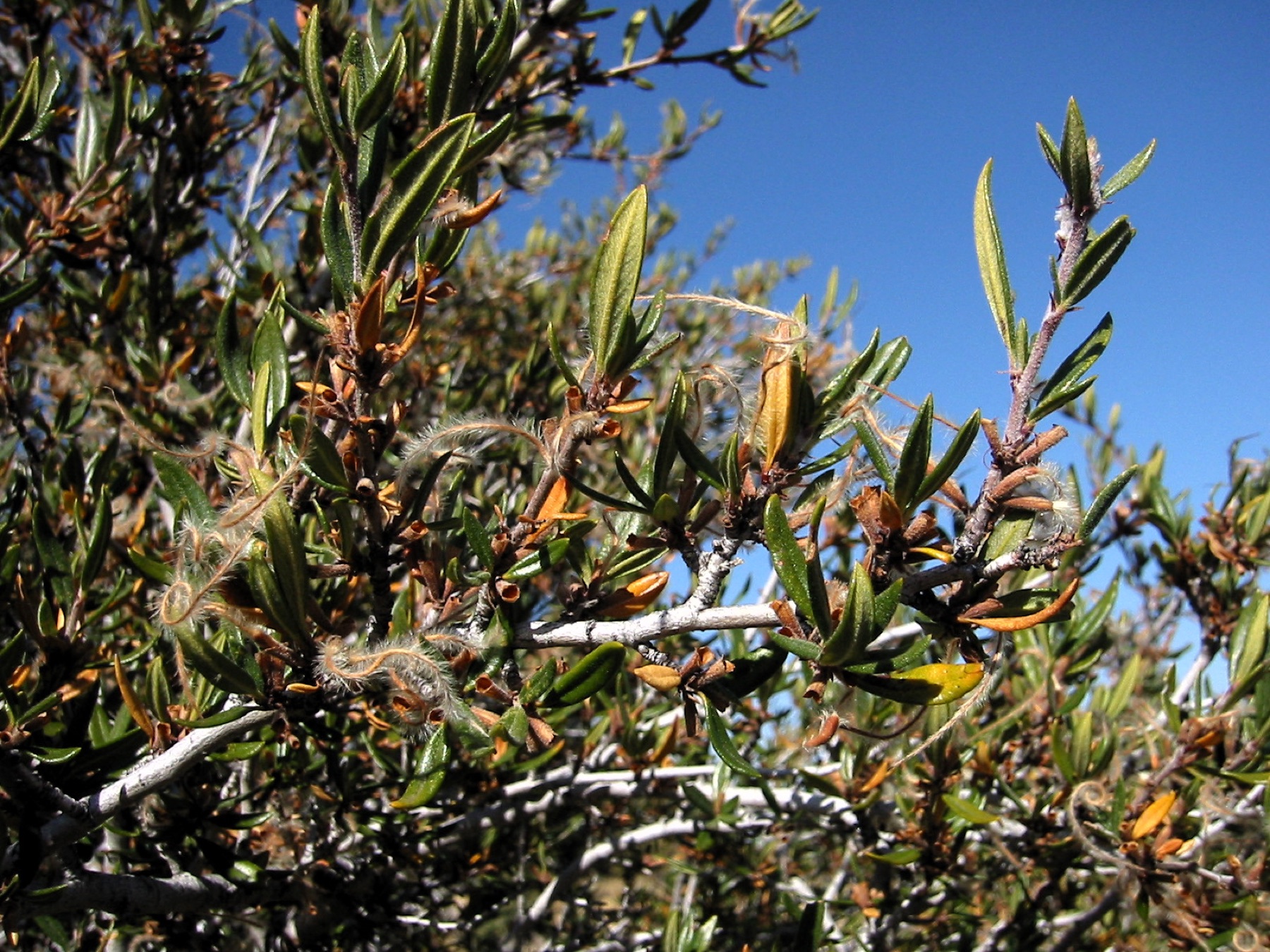 Curl-leaf Mountain Mahogany — photo 24