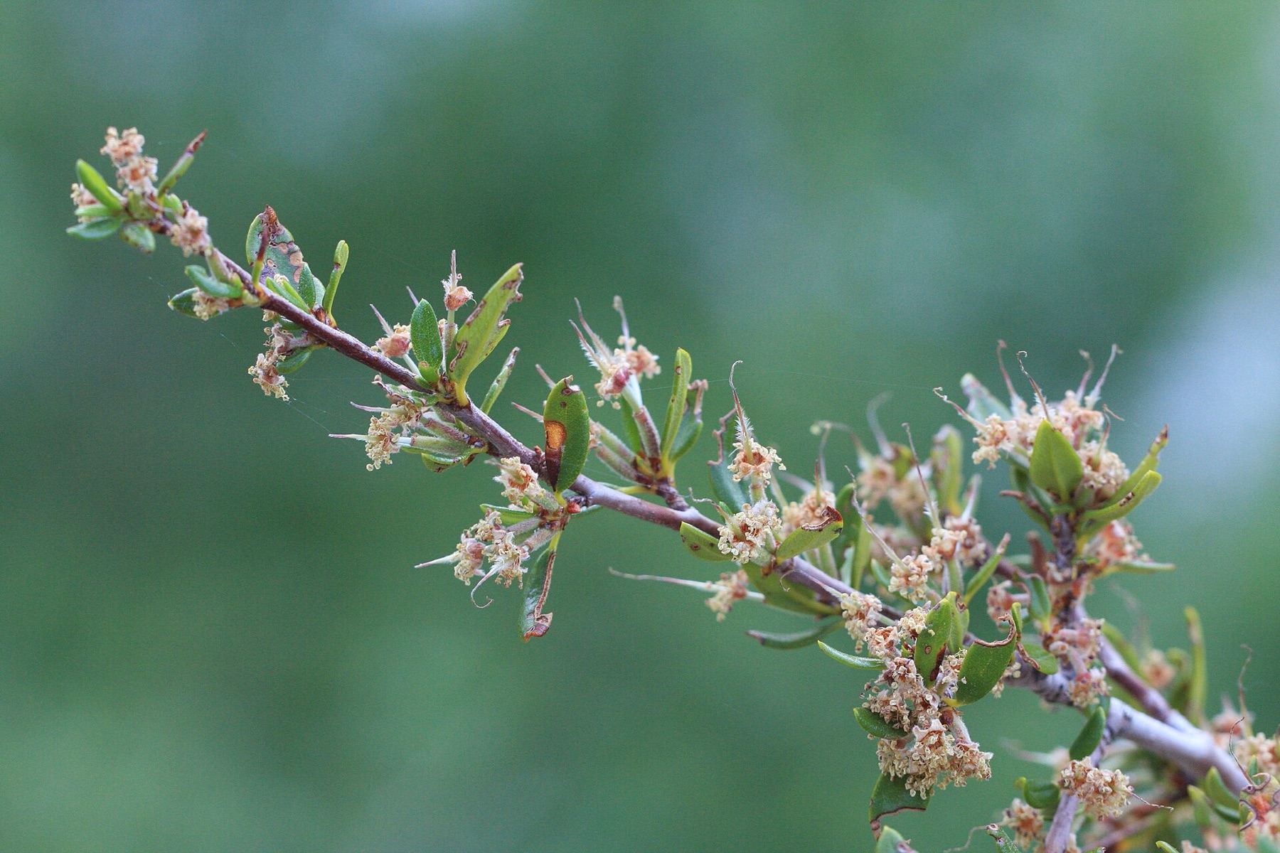 Curl-leaf Mountain Mahogany