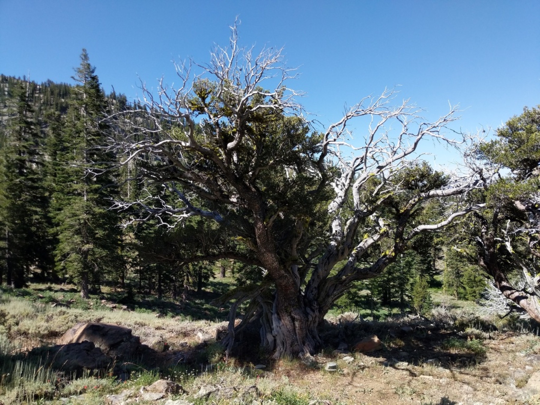 Curl-leaf Mountain Mahogany — photo 2