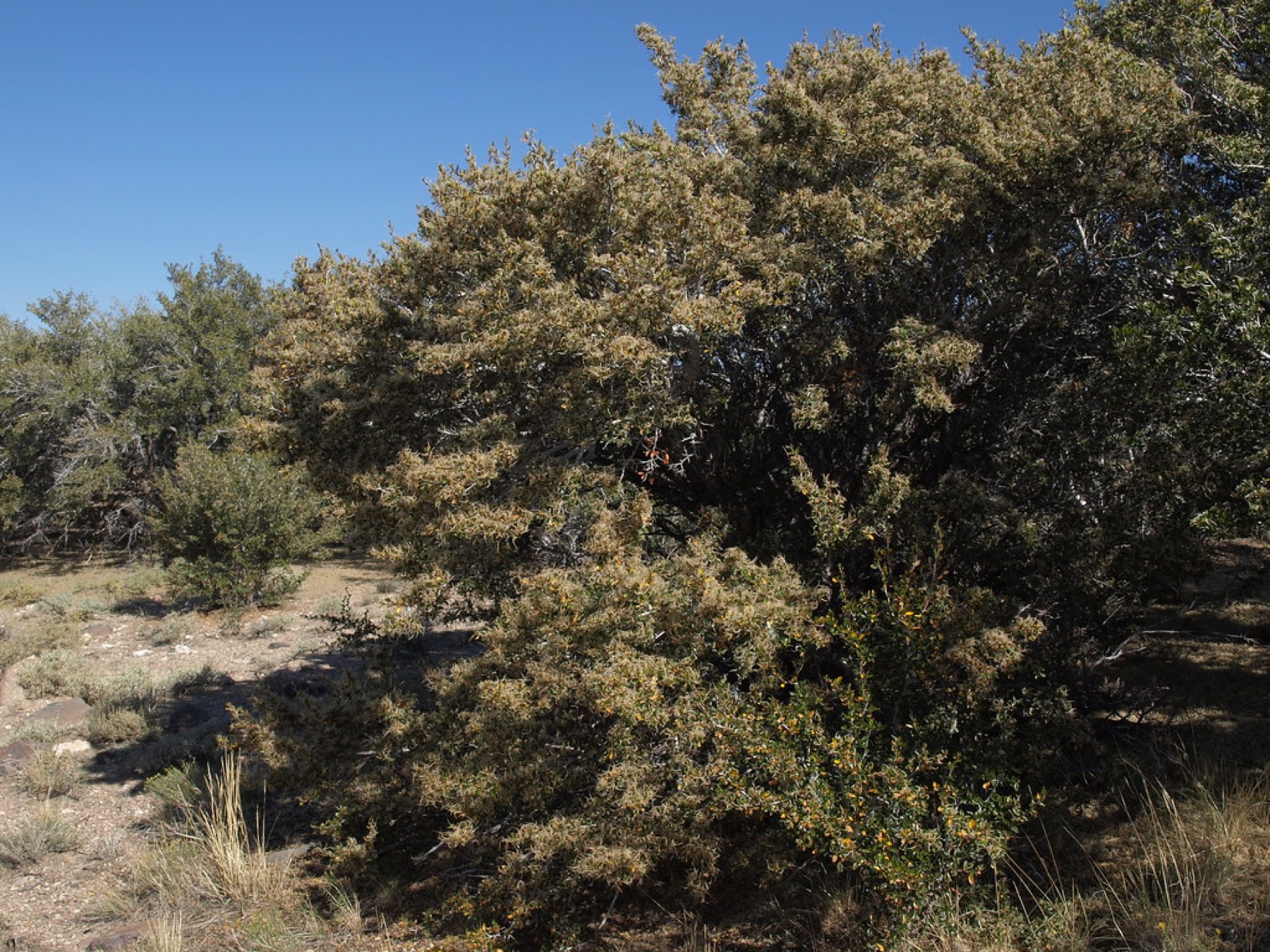 Curl-leaf Mountain Mahogany — photo 3