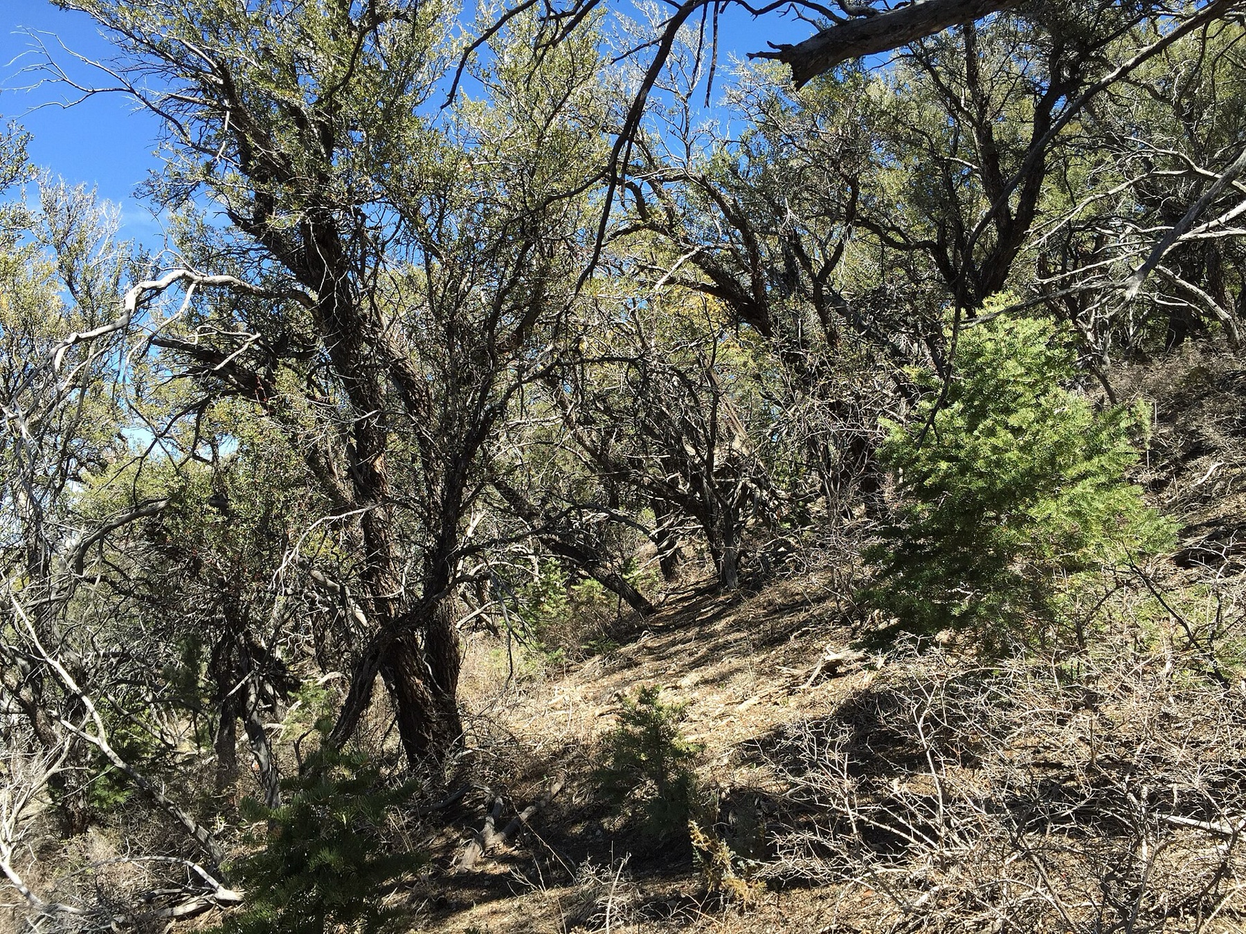 Curl-leaf Mountain Mahogany — photo 4