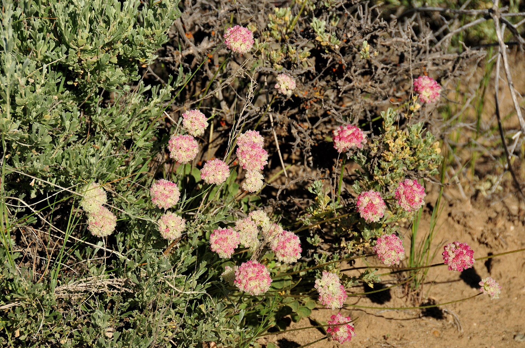 Cushion Buckwheat — photo 6