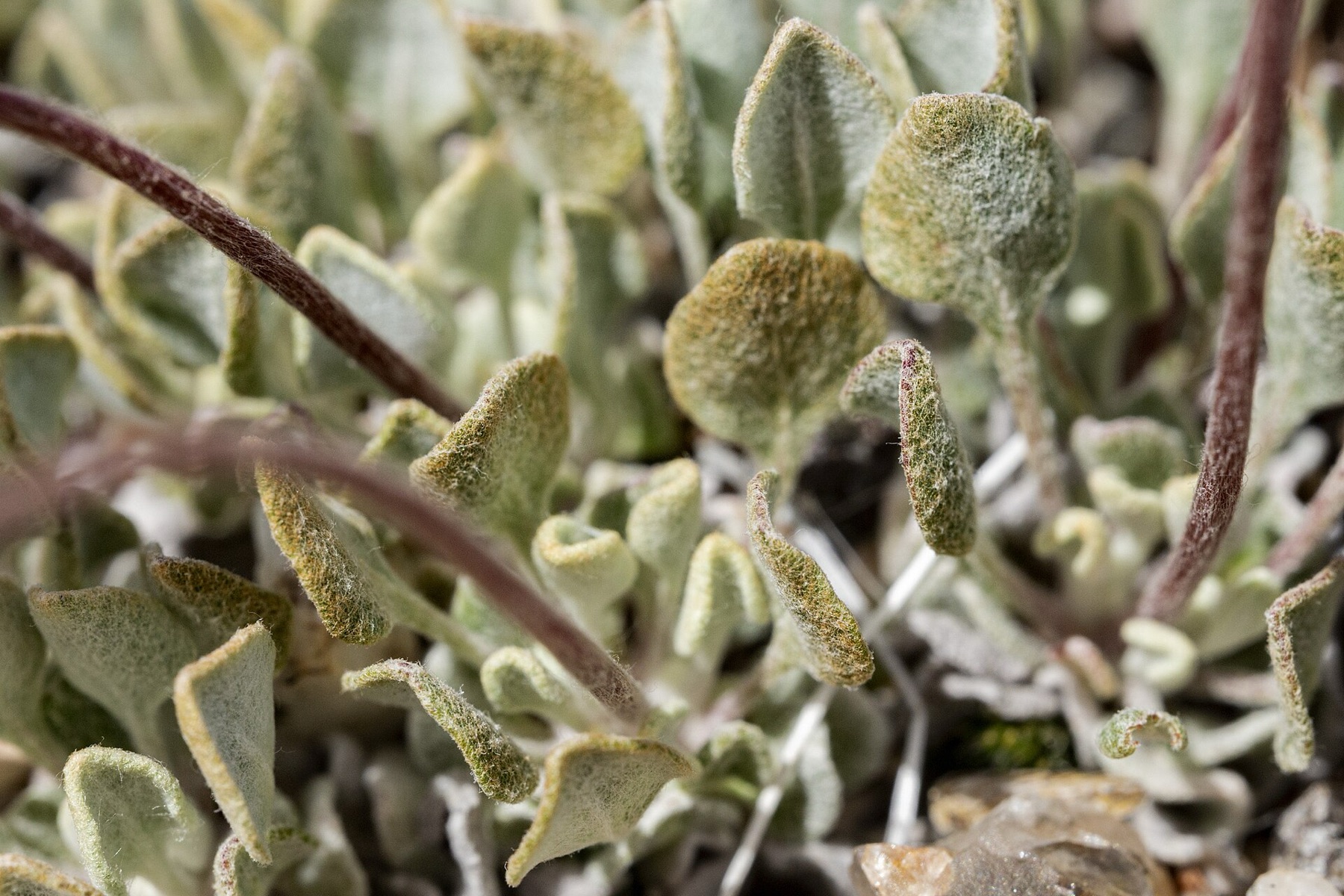 Cushion Buckwheat — photo 7