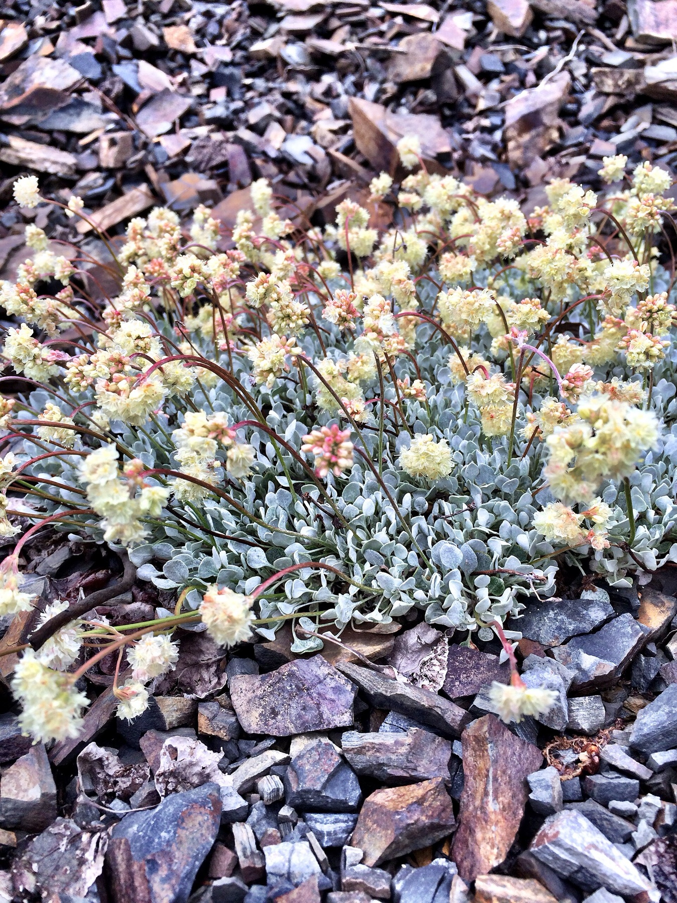 Cushion Buckwheat — photo 8