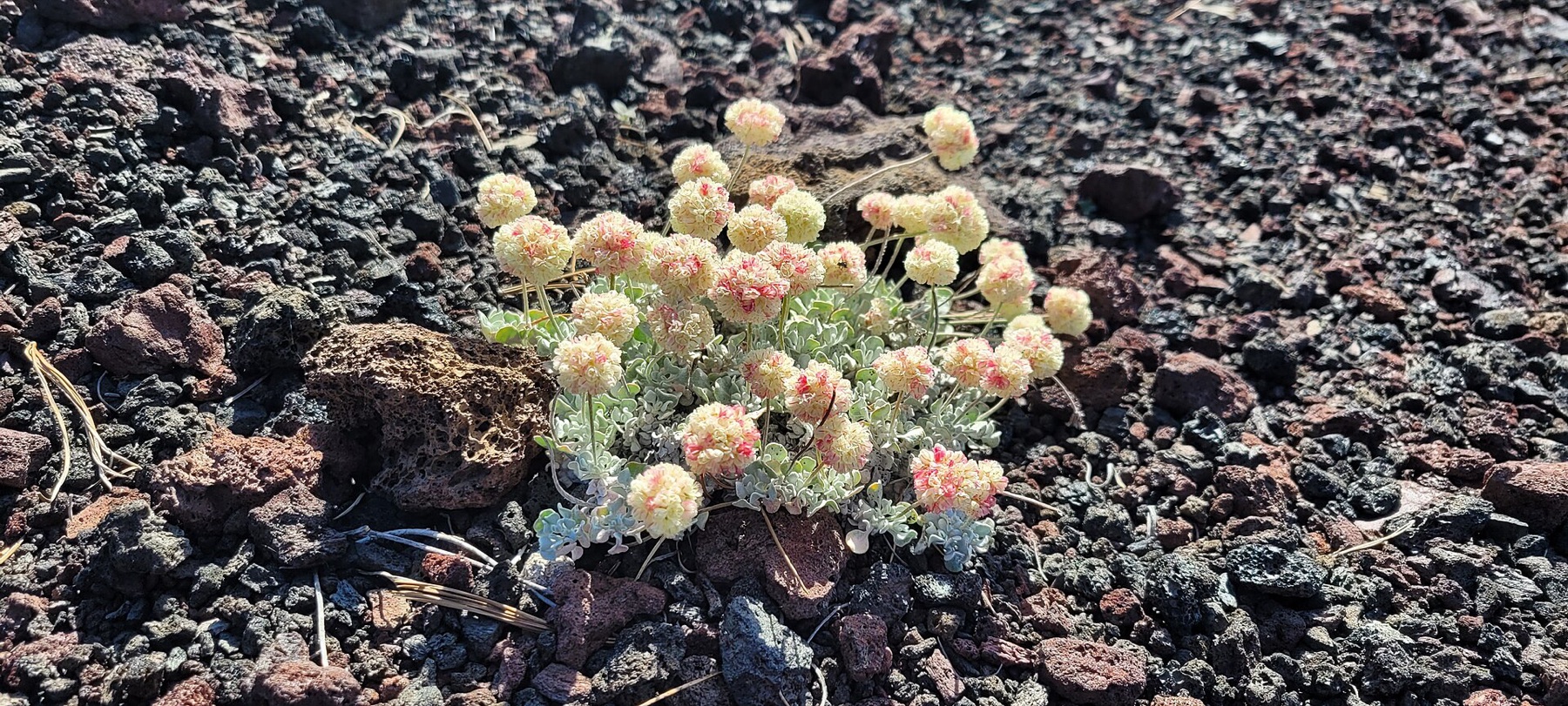Cushion Buckwheat — photo 9
