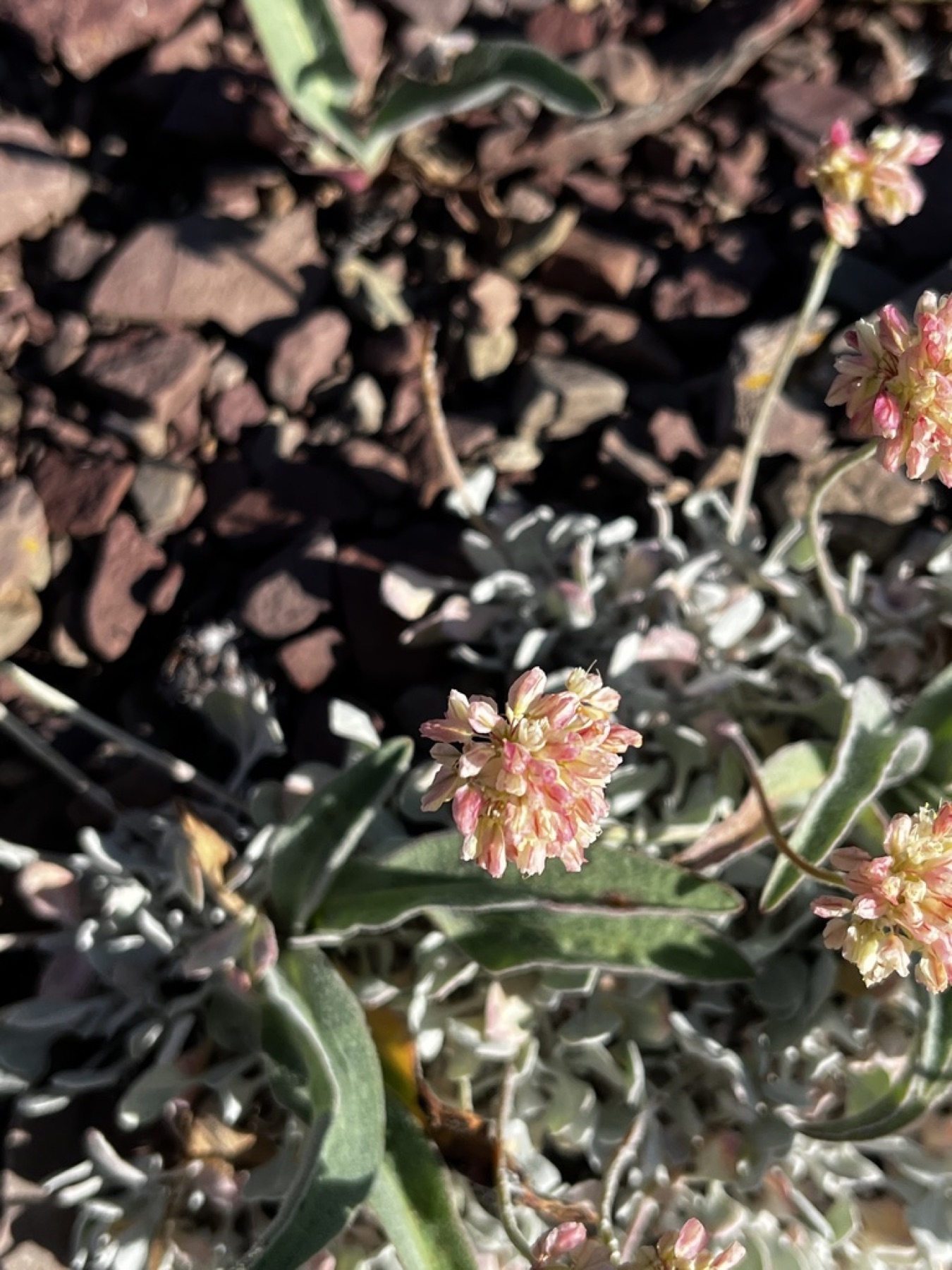 Cushion Buckwheat — photo 10