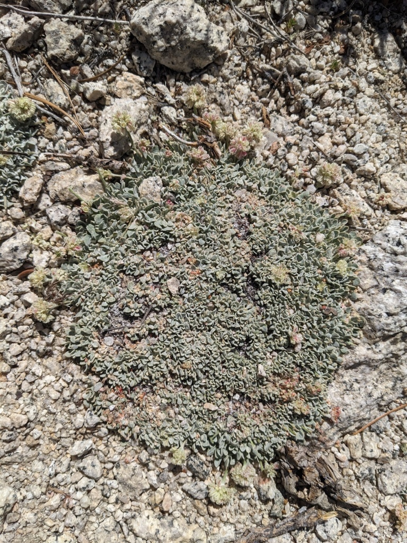 Cushion Buckwheat — photo 11