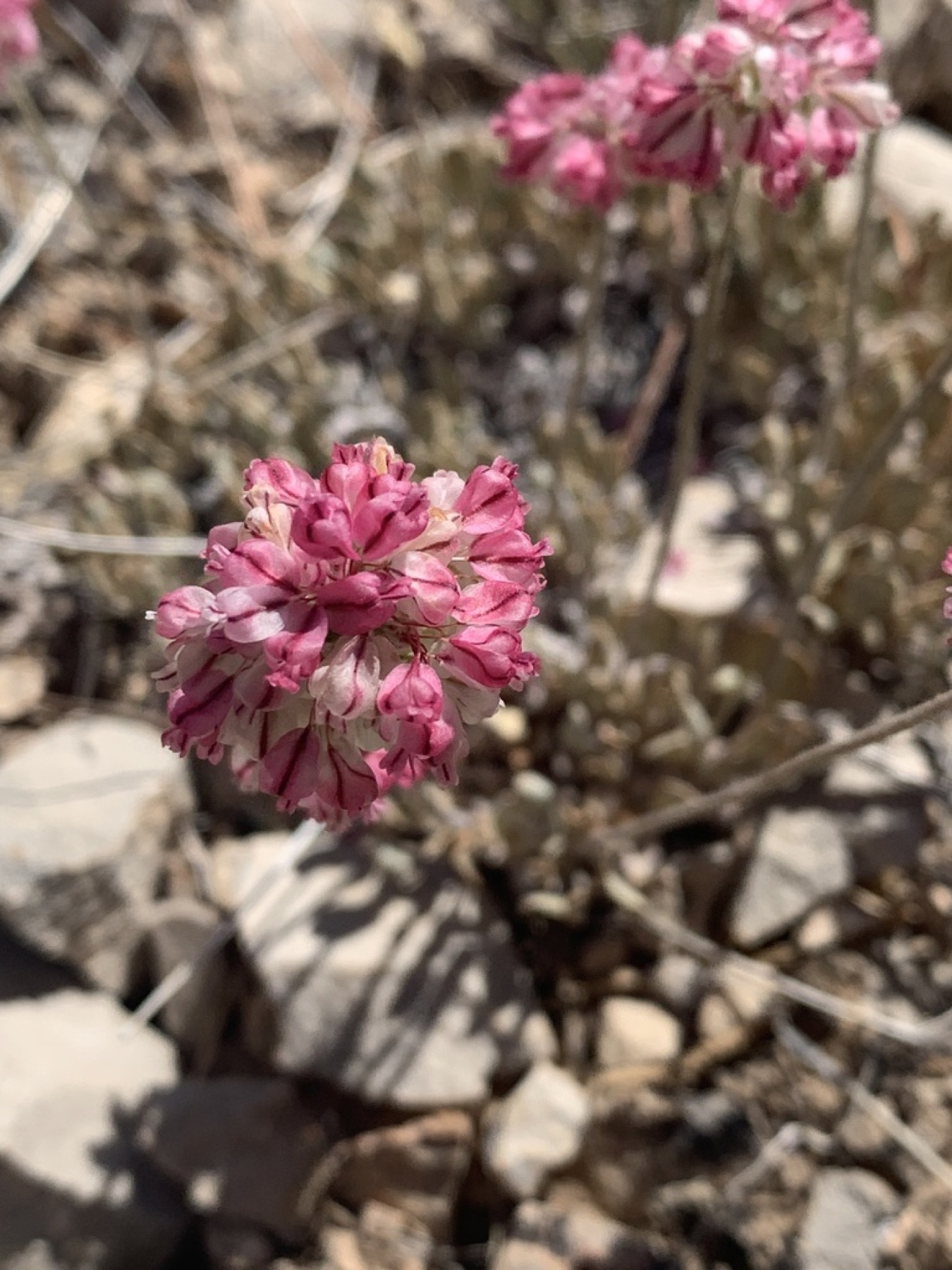 Cushion Buckwheat — photo 12