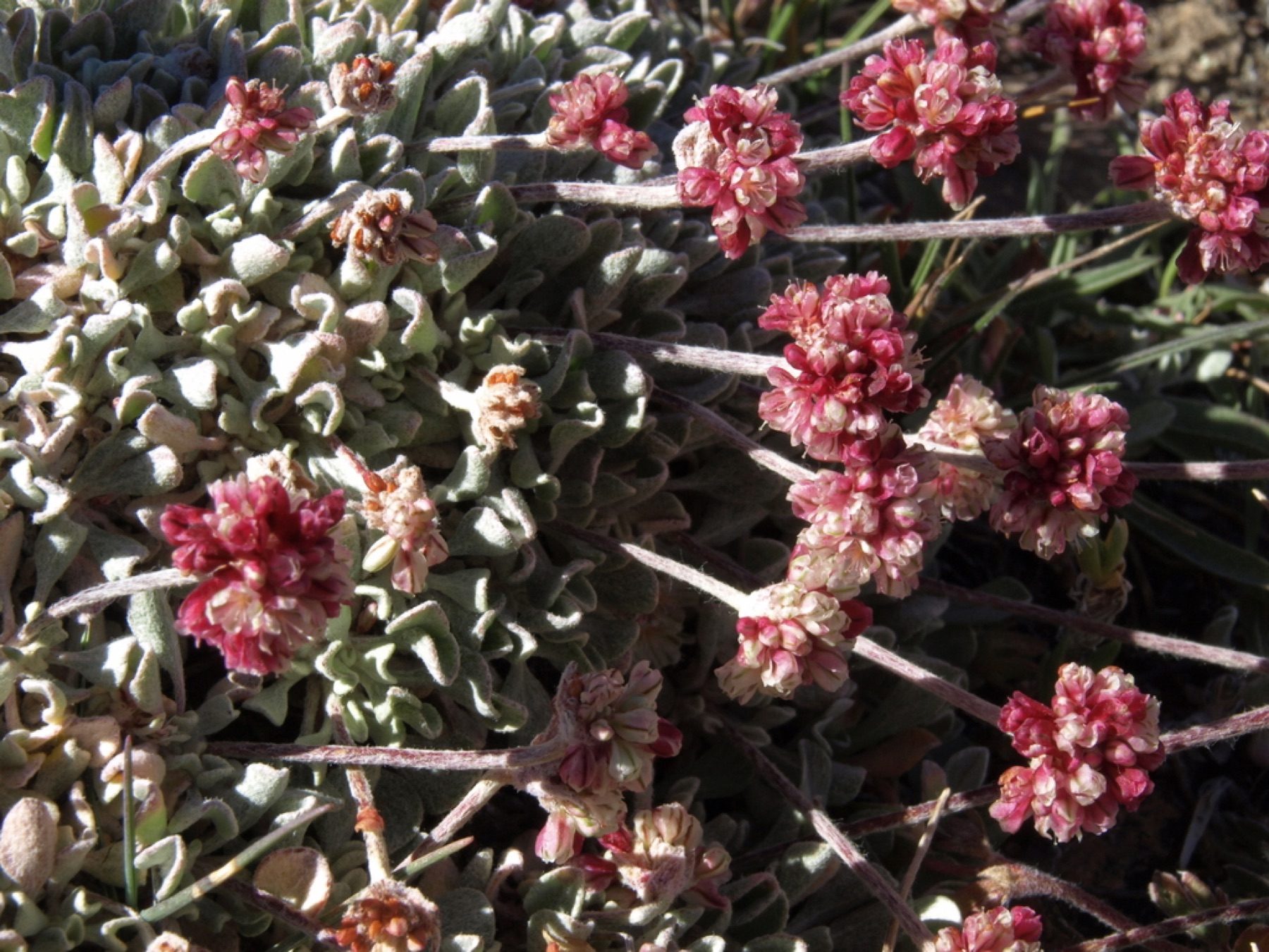 Cushion Buckwheat — photo 13