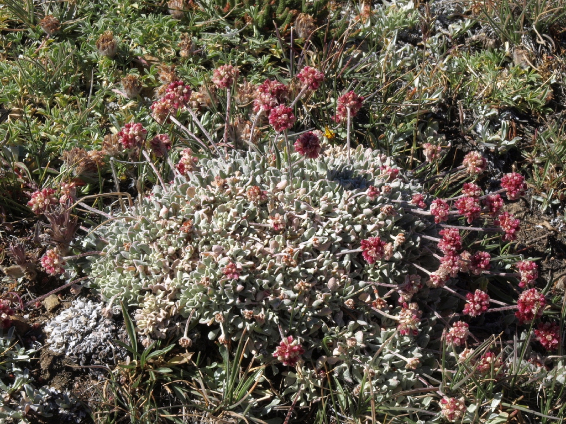 Cushion Buckwheat — photo 14
