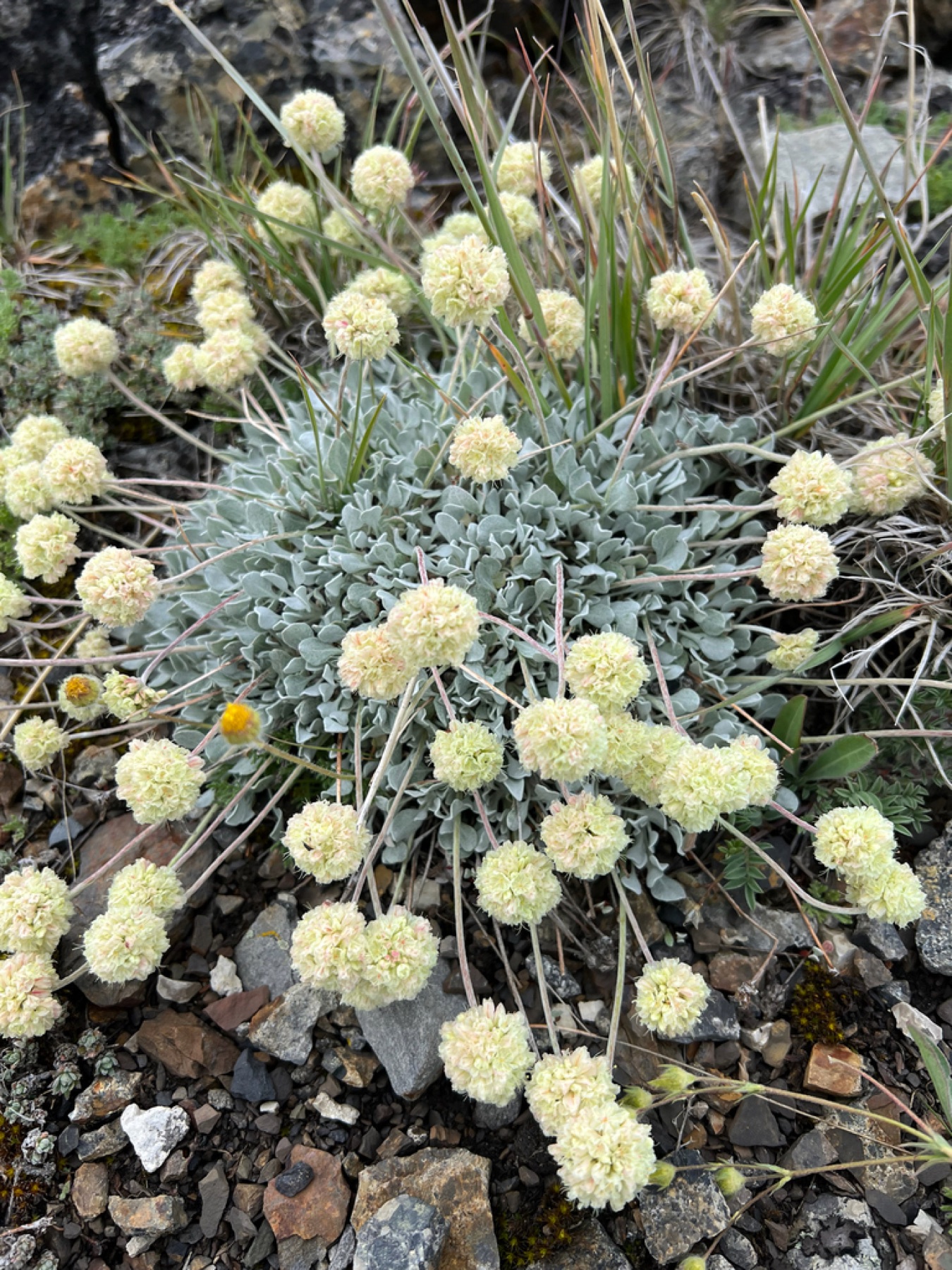 Cushion Buckwheat — photo 15