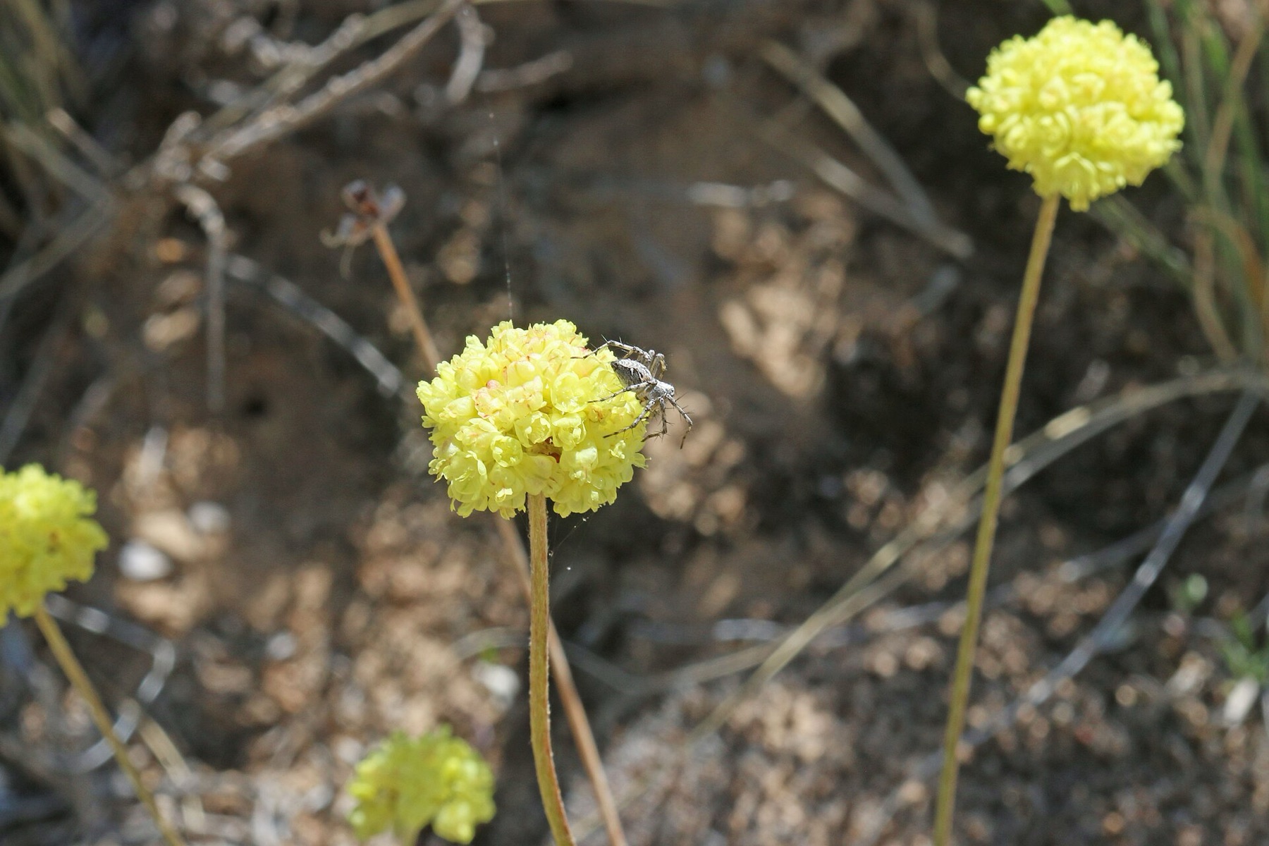 Cushion Buckwheat — photo 16