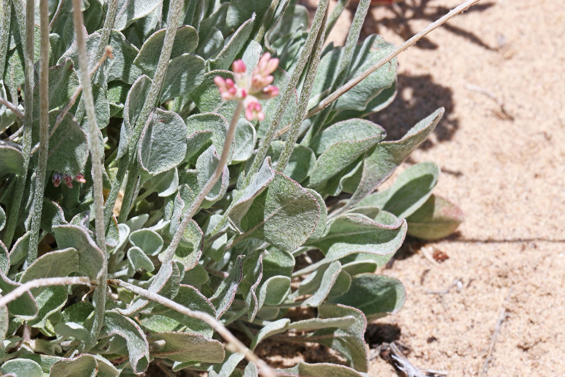 Cushion Buckwheat — photo 17