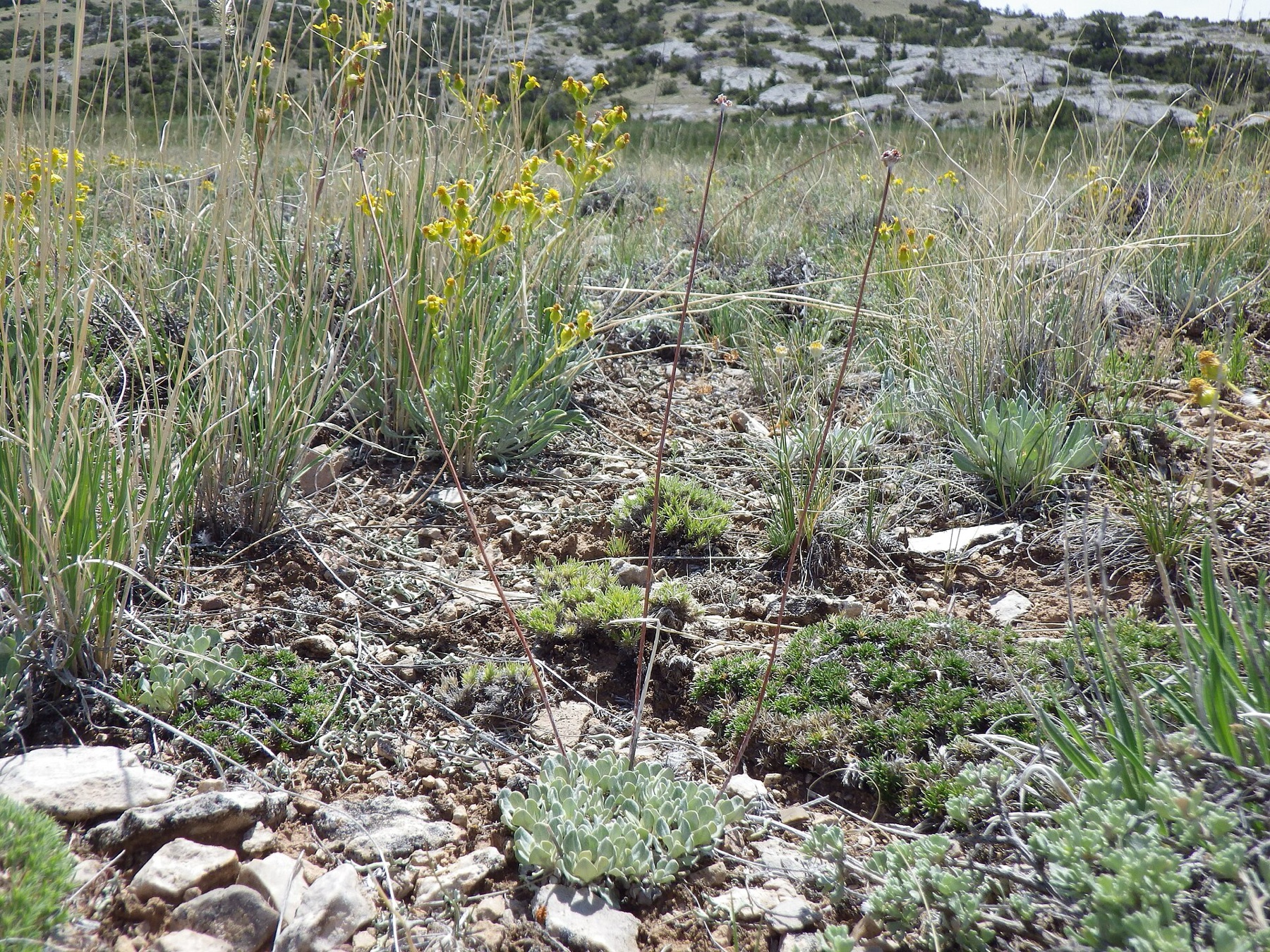 Cushion Buckwheat — photo 18