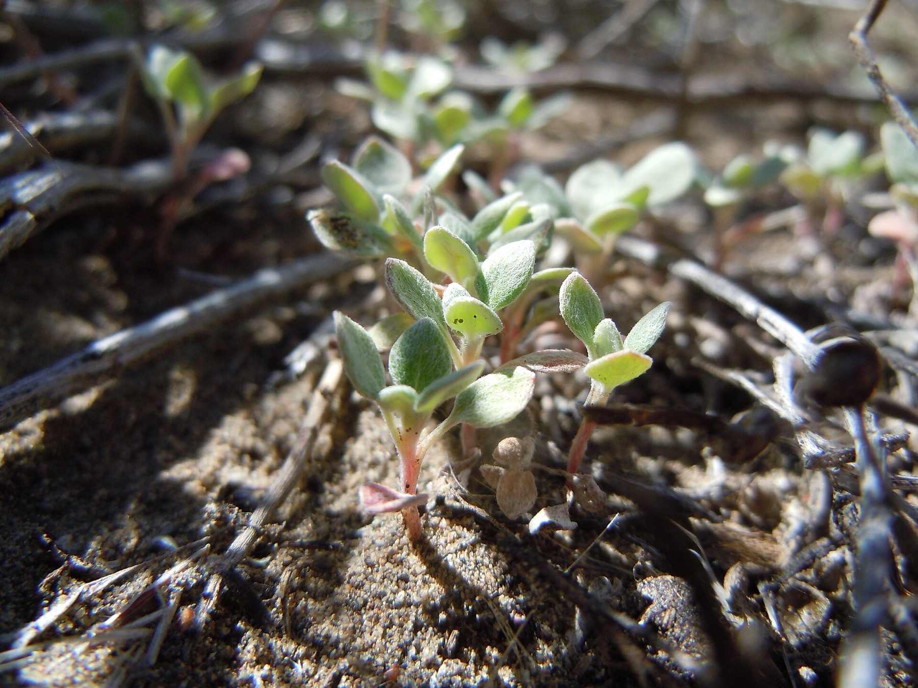 Cushion Buckwheat — photo 19