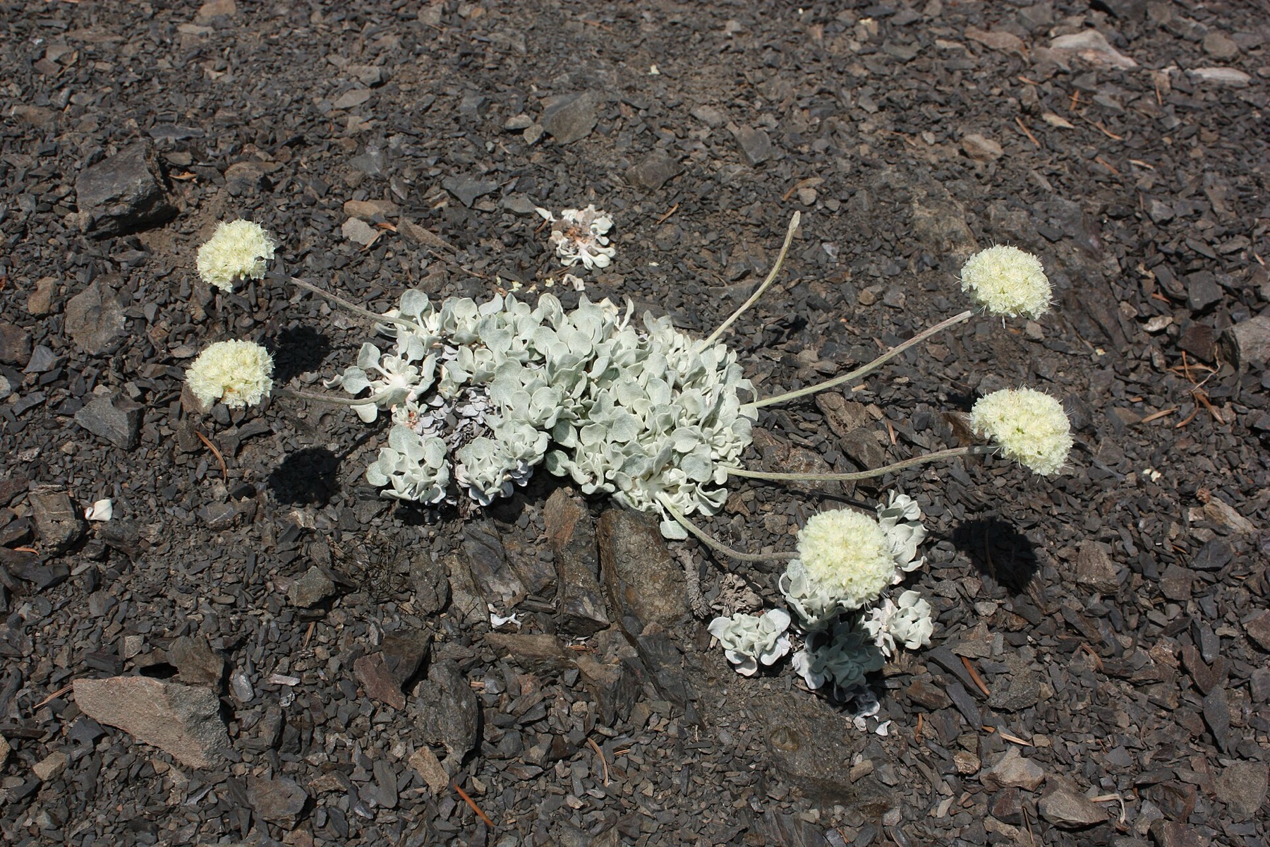Cushion Buckwheat — photo 20